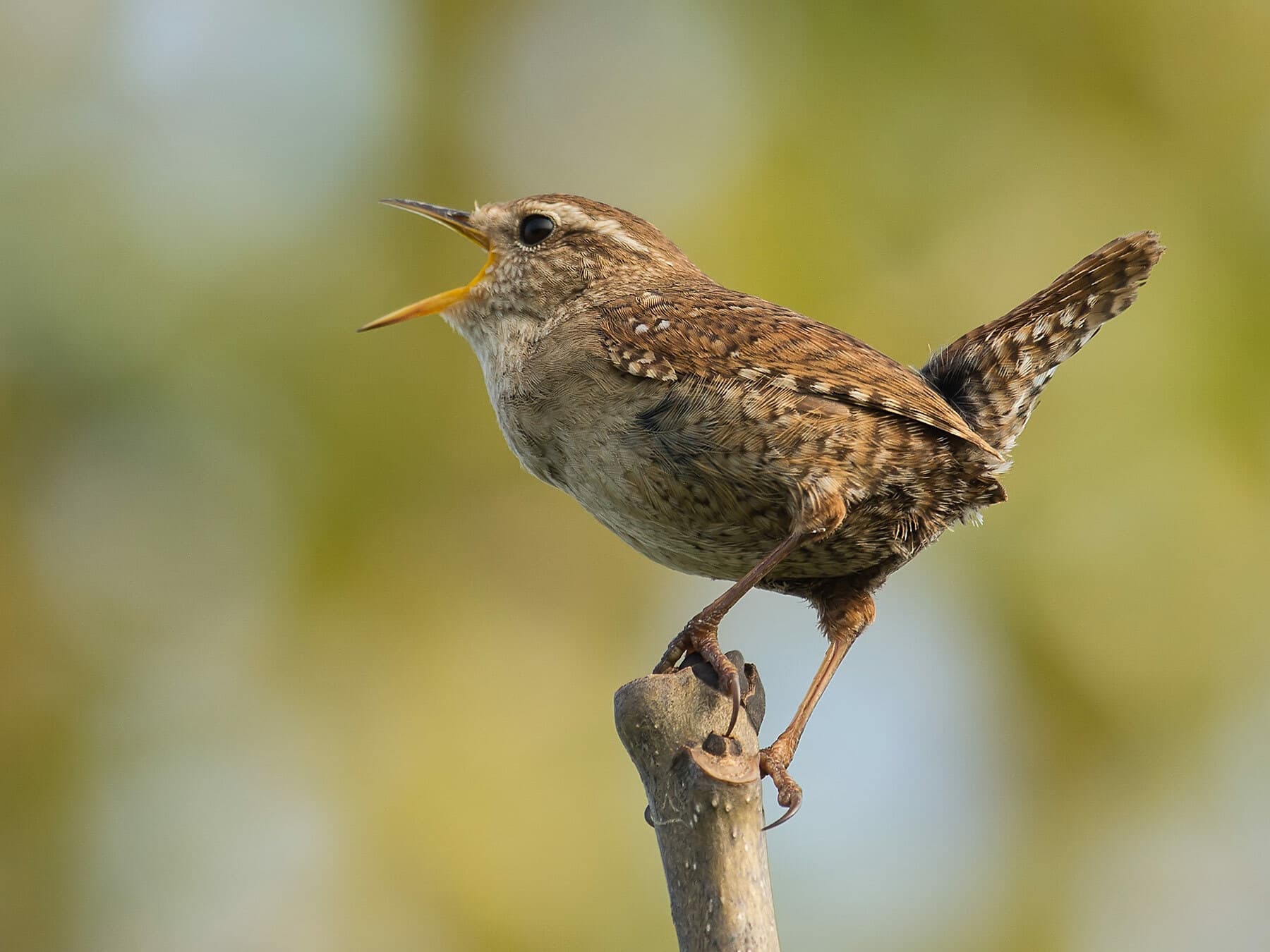 A Wren singing from a cut stem, bill wide open and tail cocked
