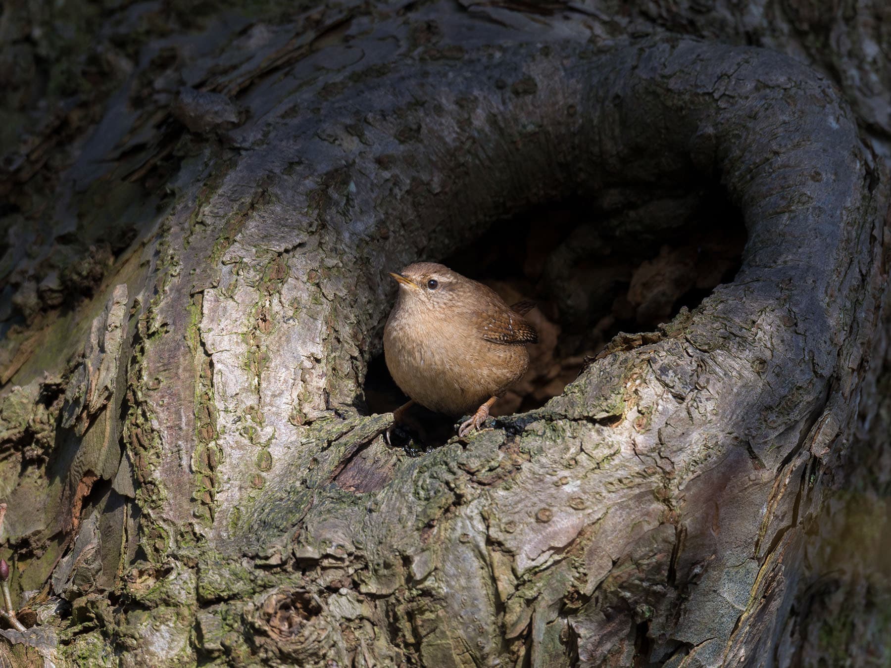 Wren cavity nest
