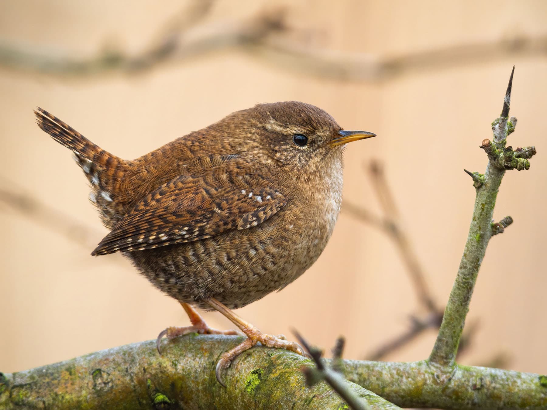 A Wren close up, showing the barred wings and flanks and the paler base to the bill