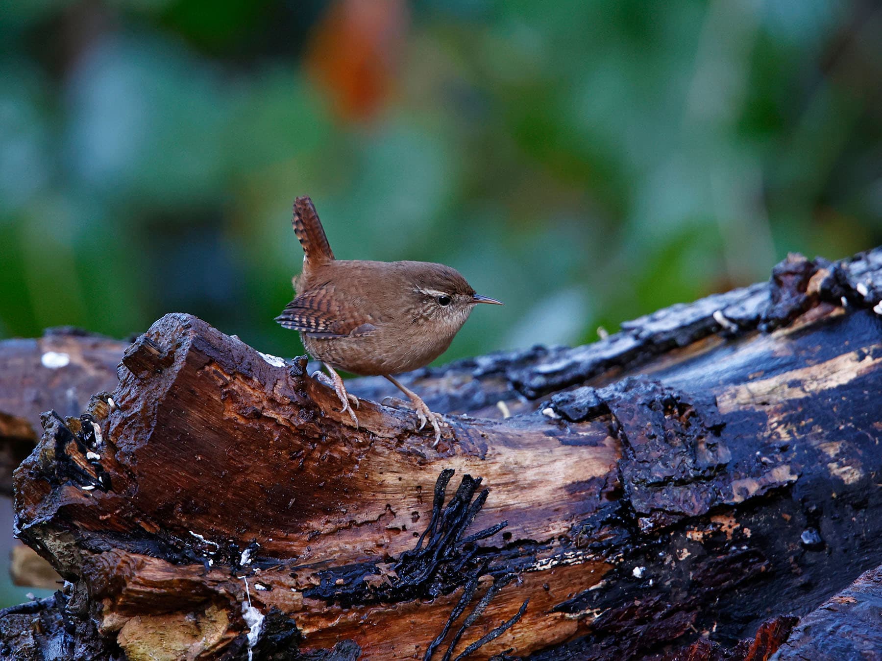 Wren finding food