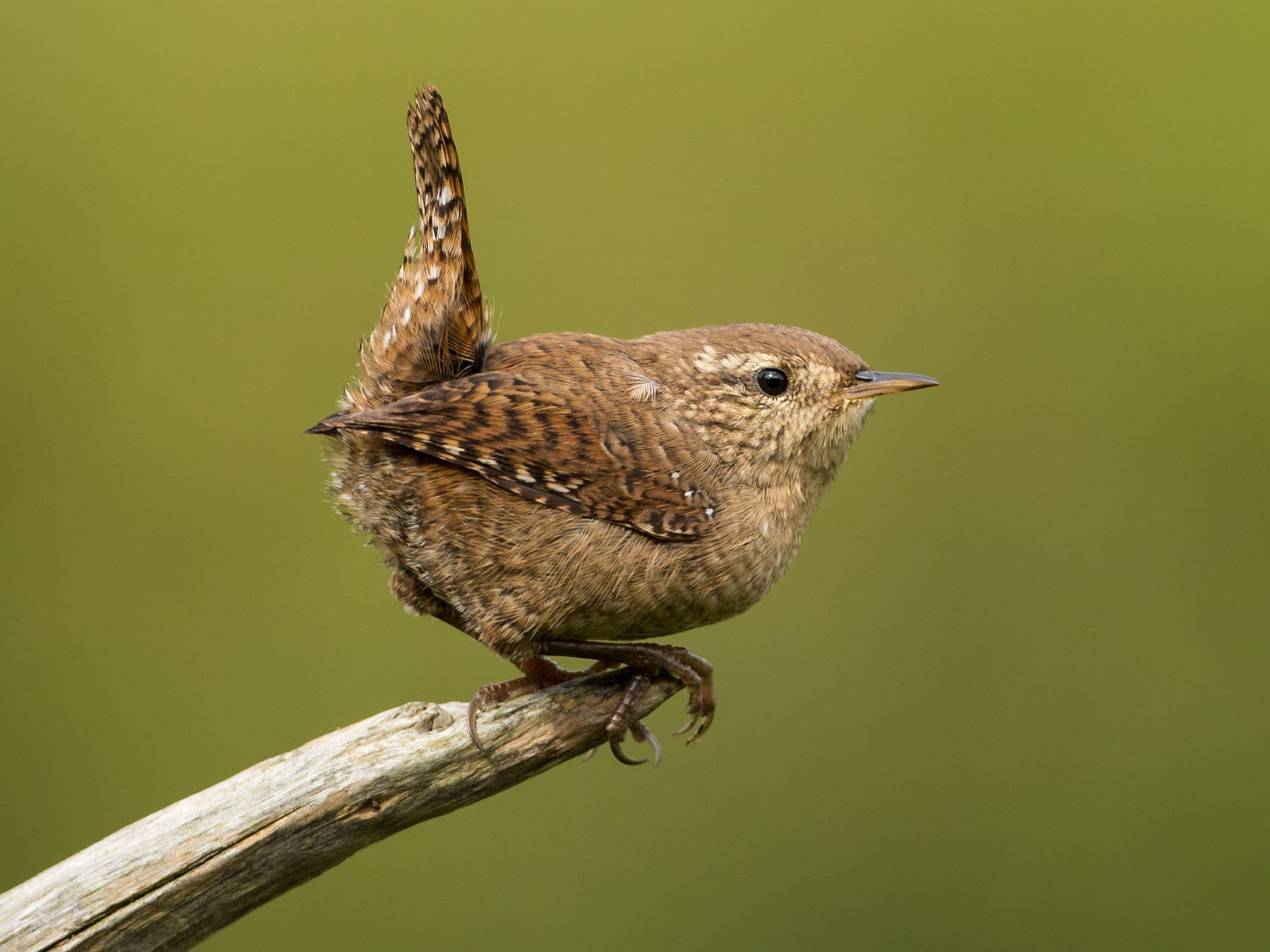 A Wren side on: tail cocked up, a pale eyebrow and fine dark bars on the wings and tail