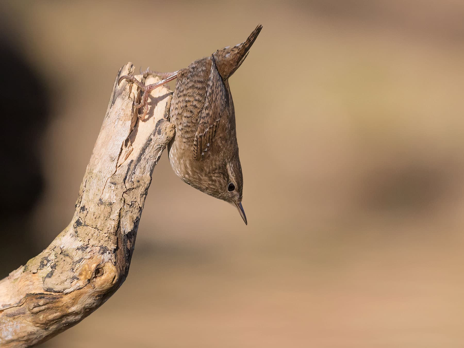 A Wren hanging head-down from a dead branch