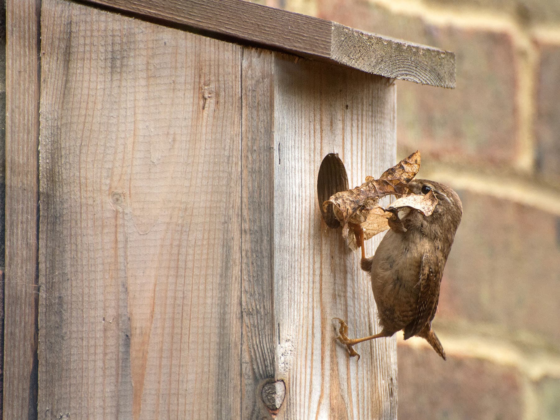 Wren nest box