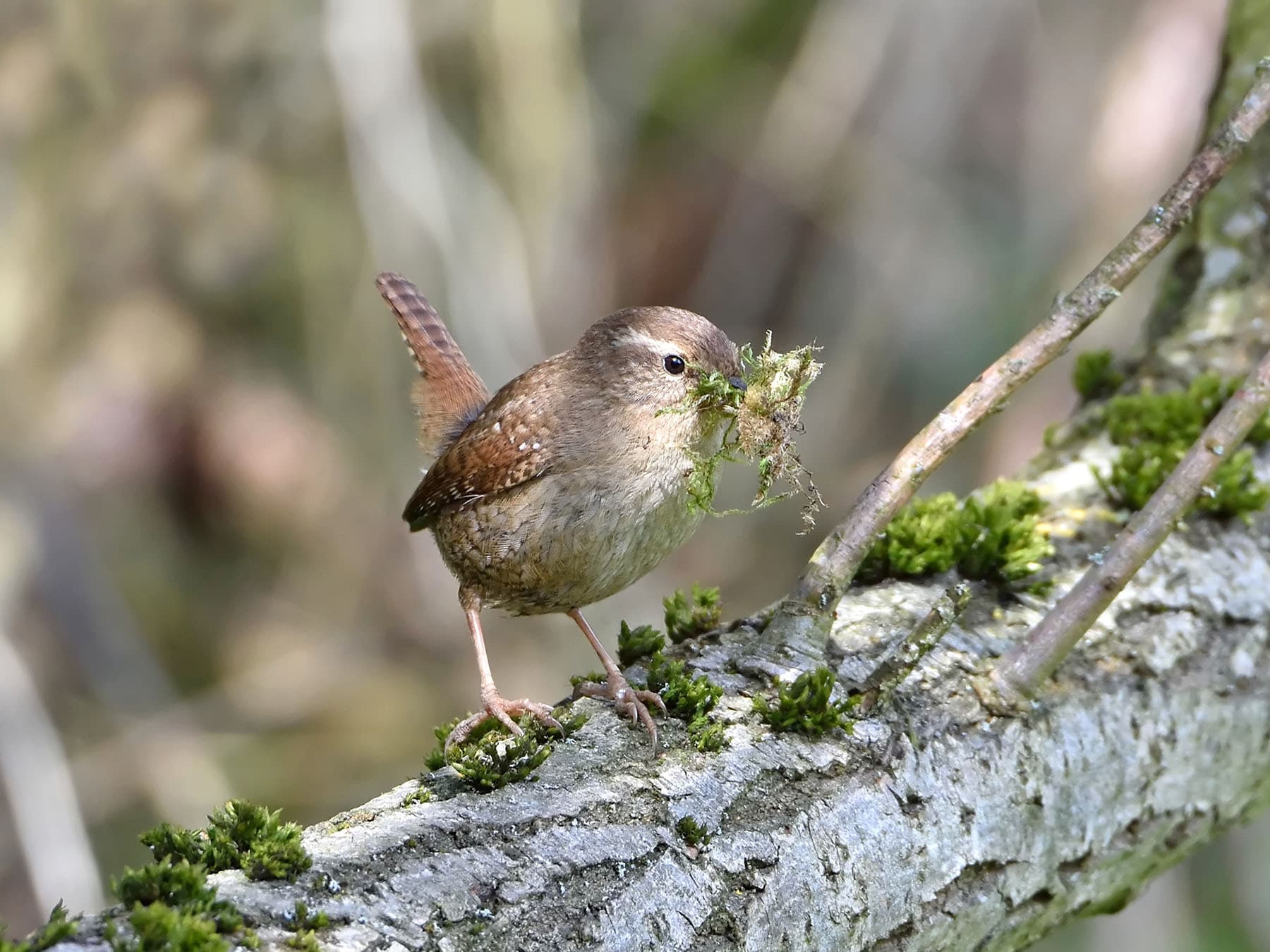 Wren nesting material