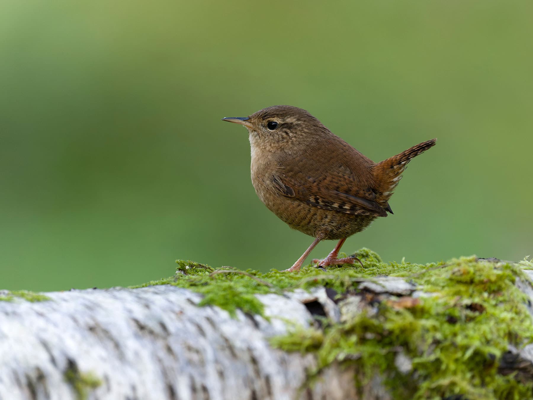Wren perched log