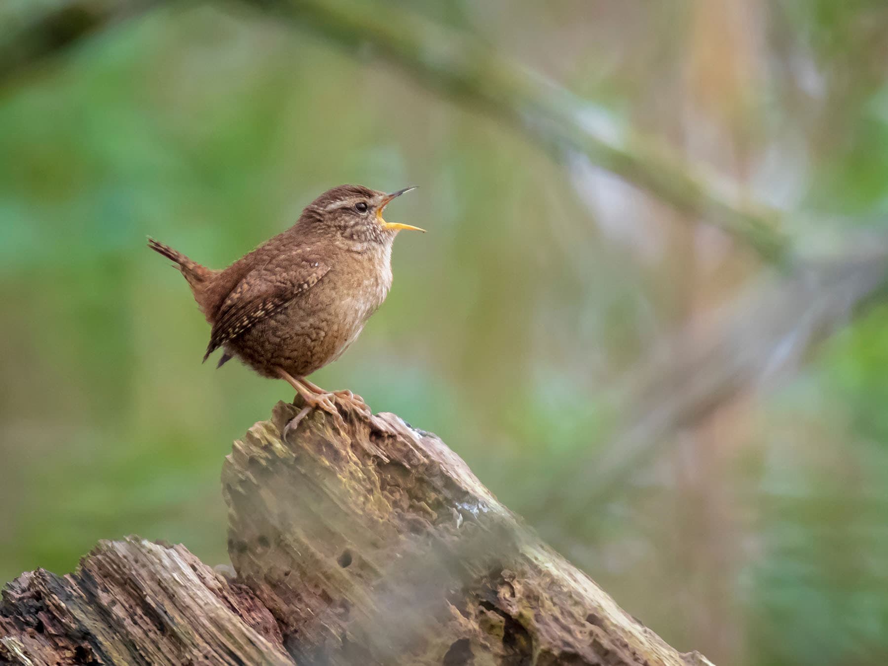Wren singing