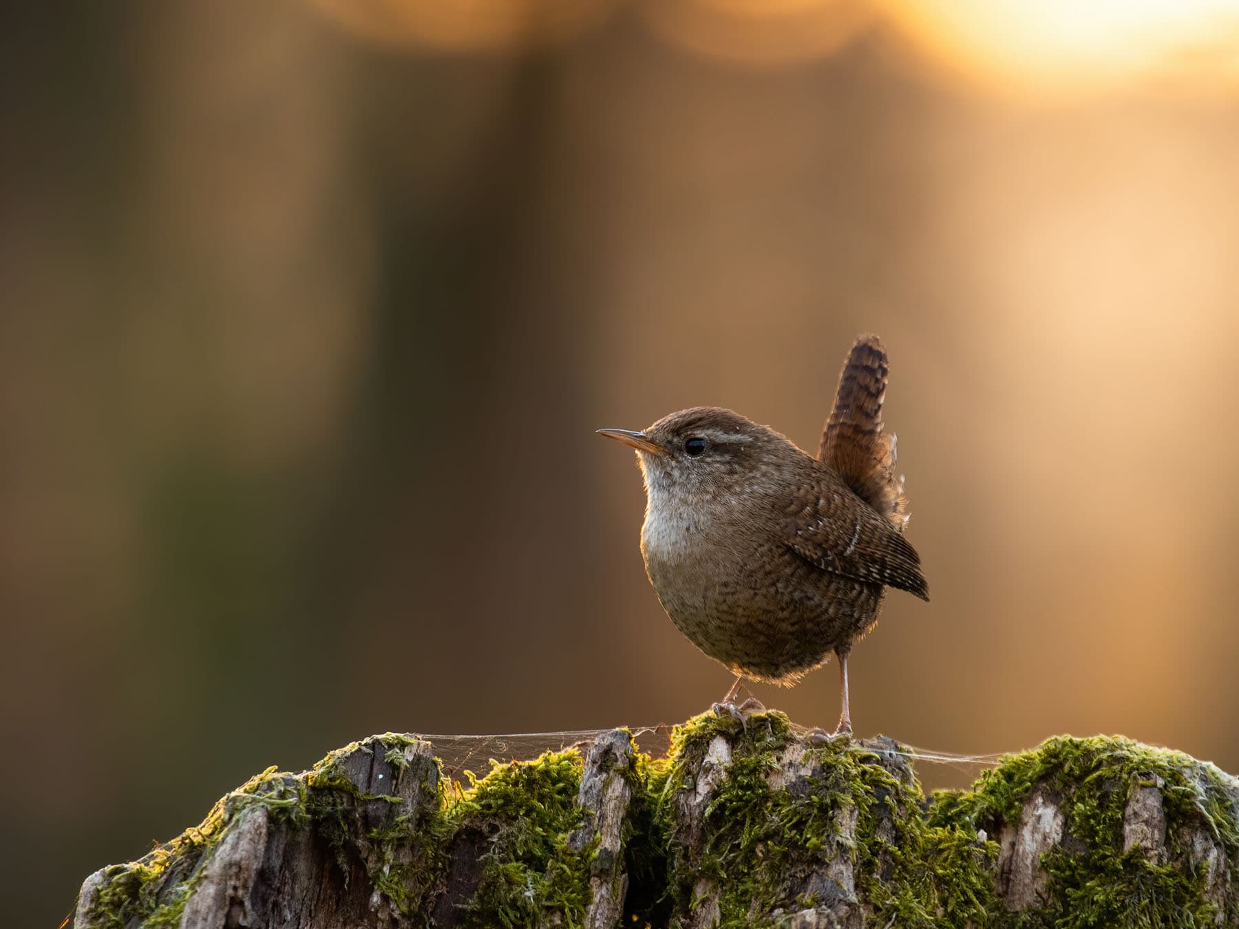 A Wren on a mossy stump, tail cocked