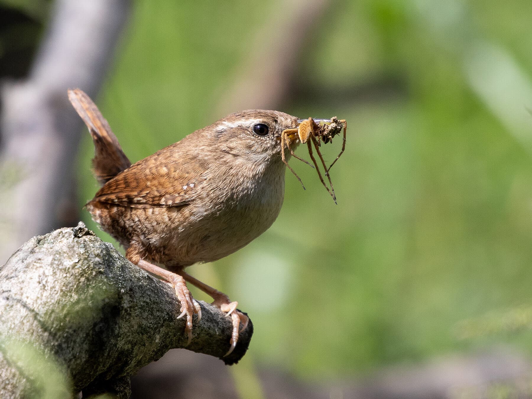 Wren holding a spider in its beak