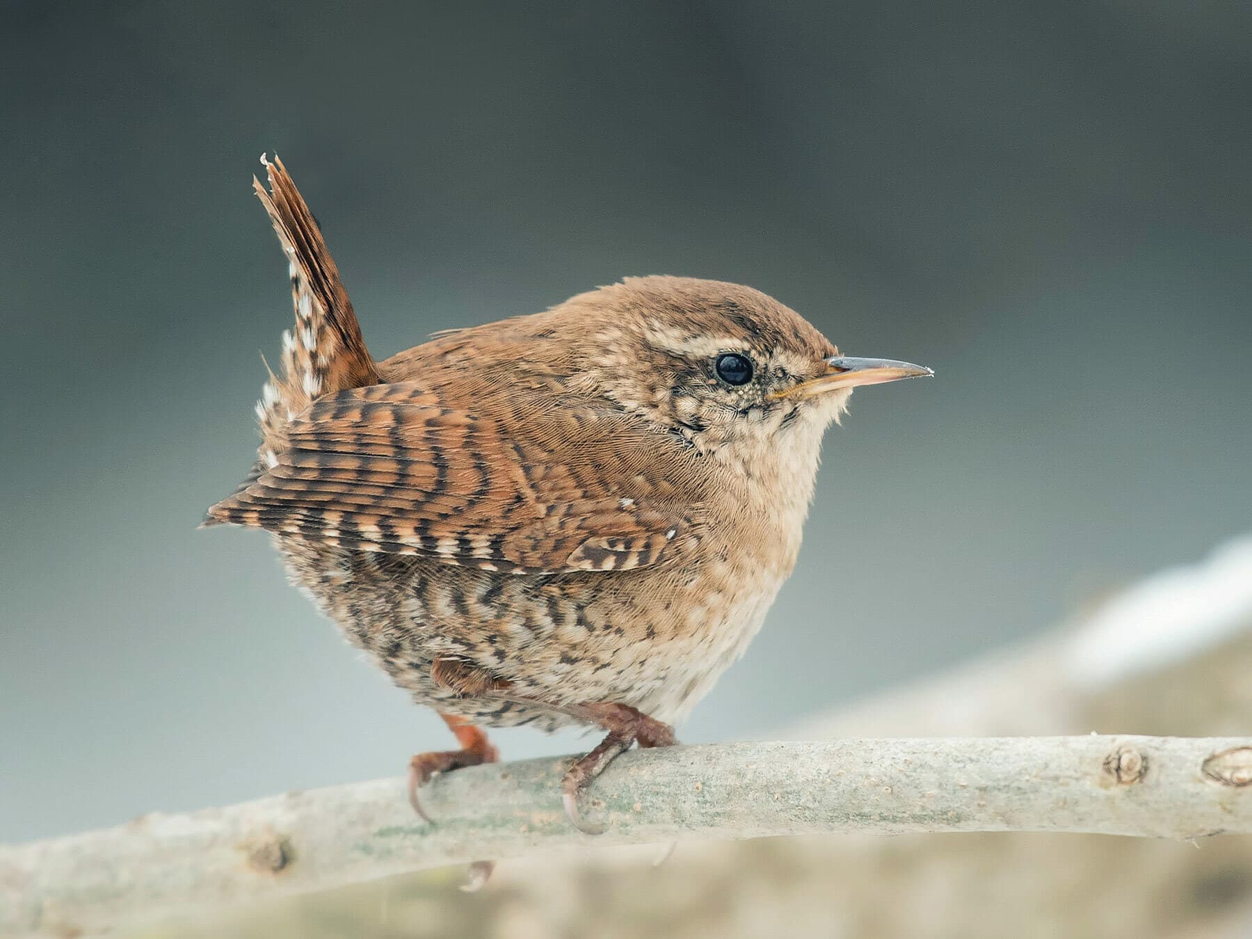 Wrens