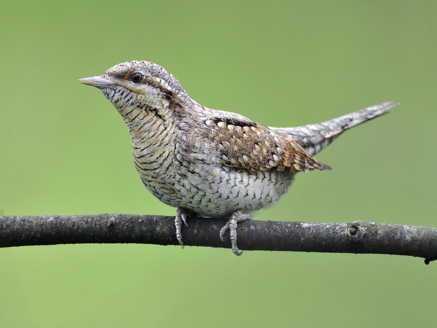 Wryneck perching on branch