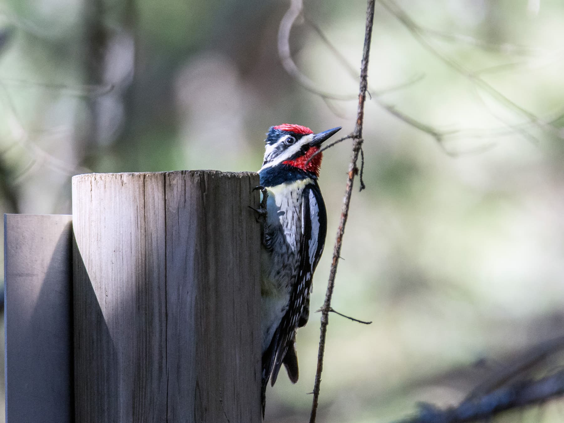 Yellow bellied sapsucker on wooden post