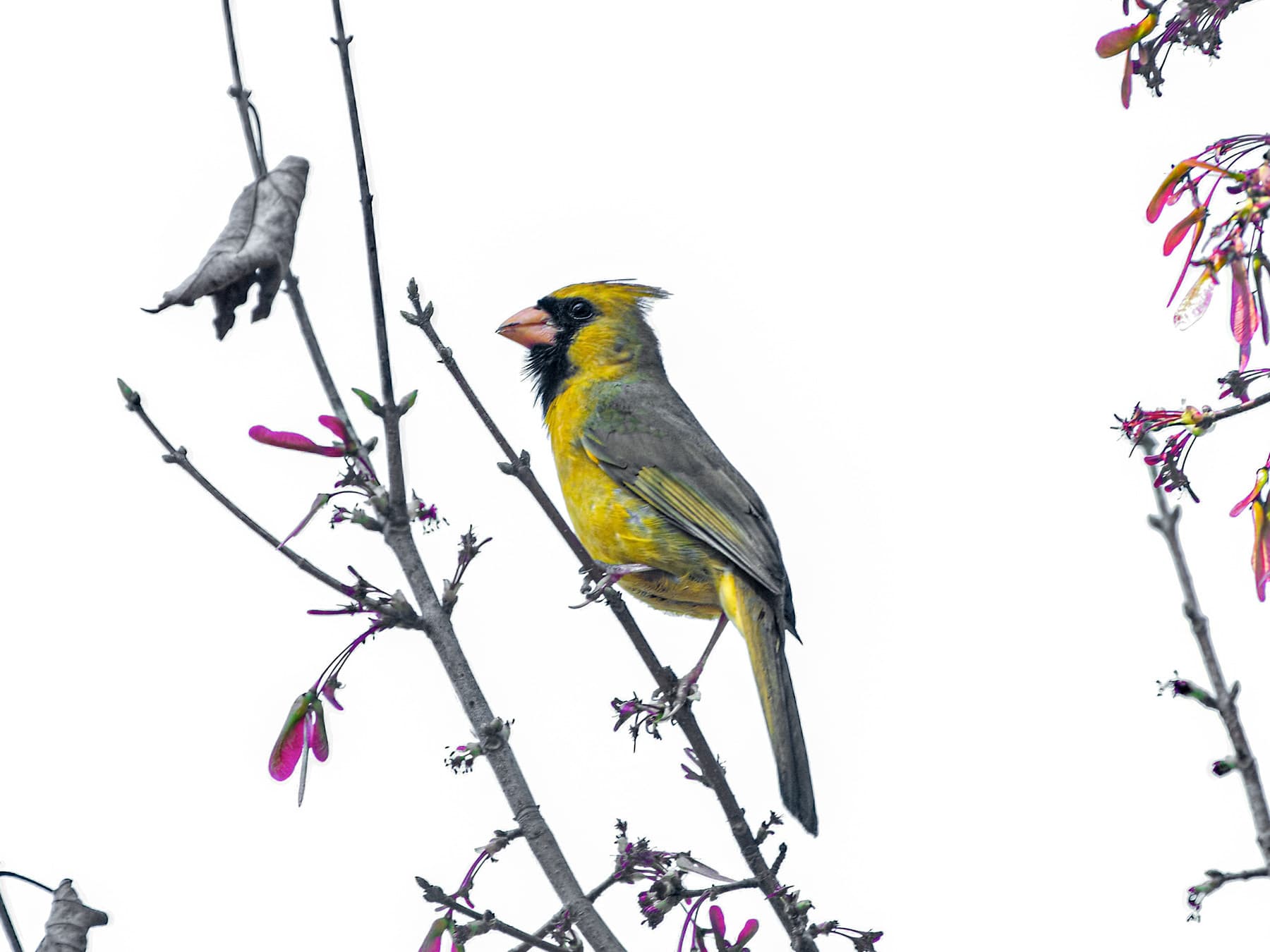A rare yellow Northern Cardinal, with the black mask and crest but yellow instead of red