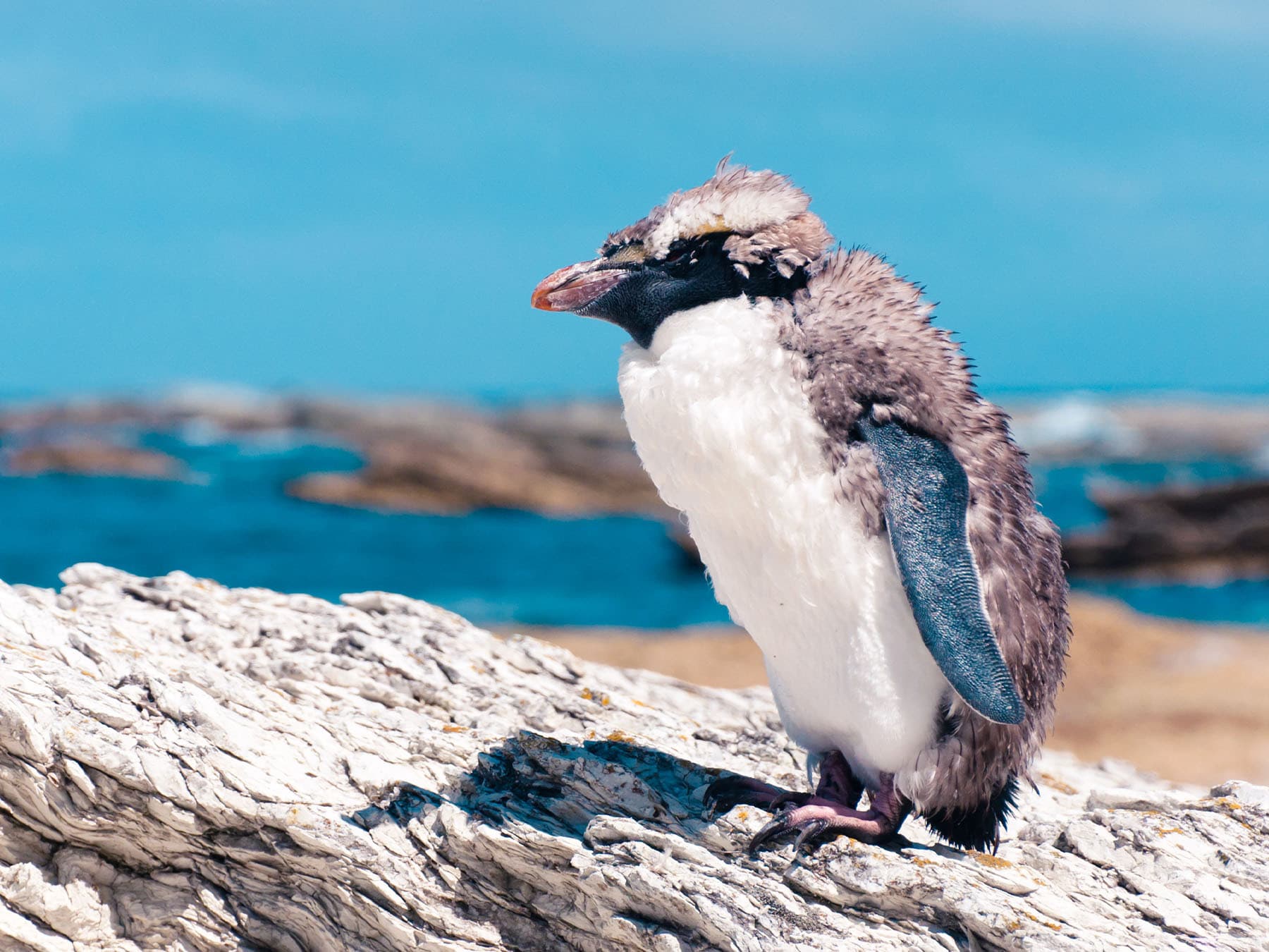 Yellow eyed penguin molting