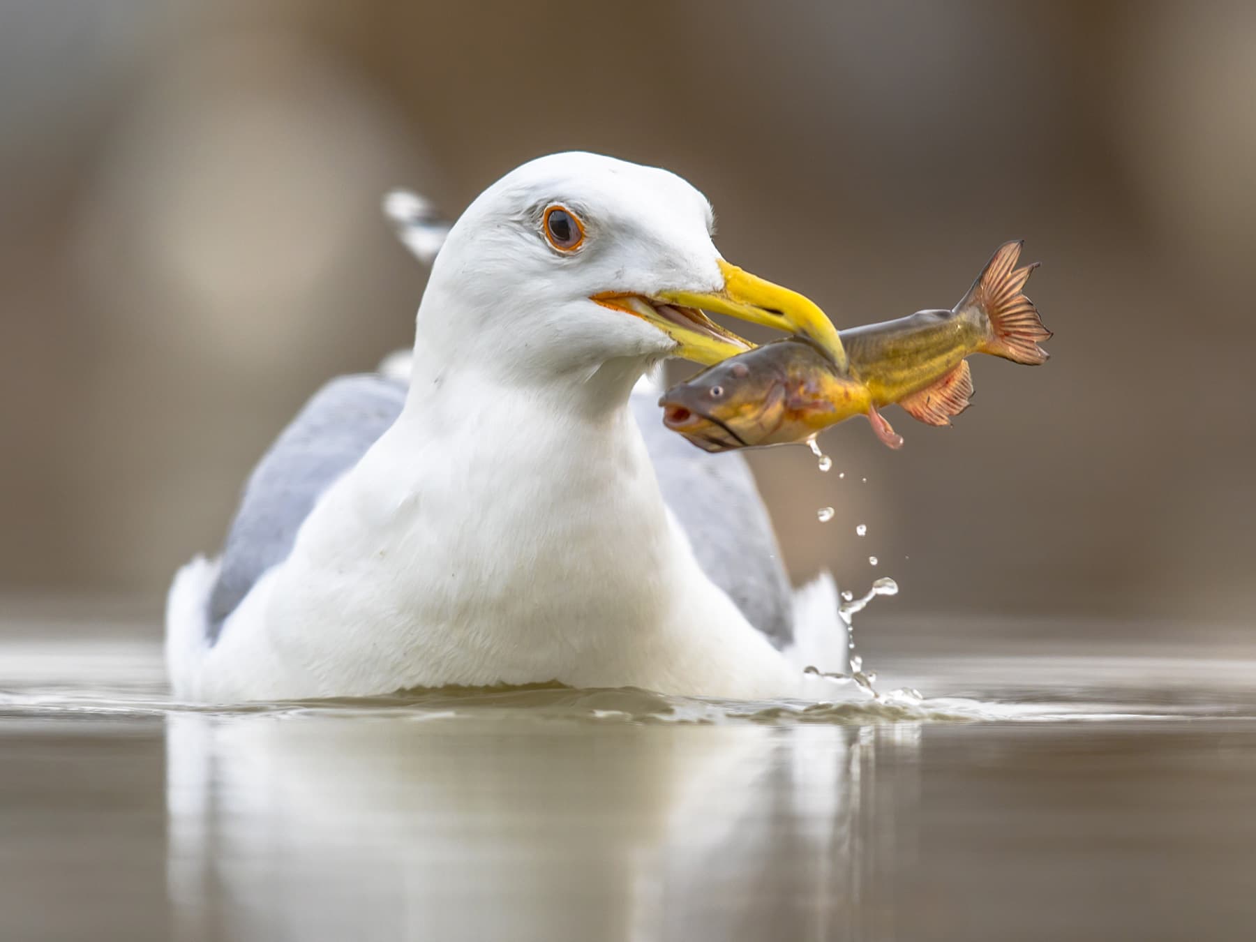 Yellow-legged Gull with a freshly caught fish