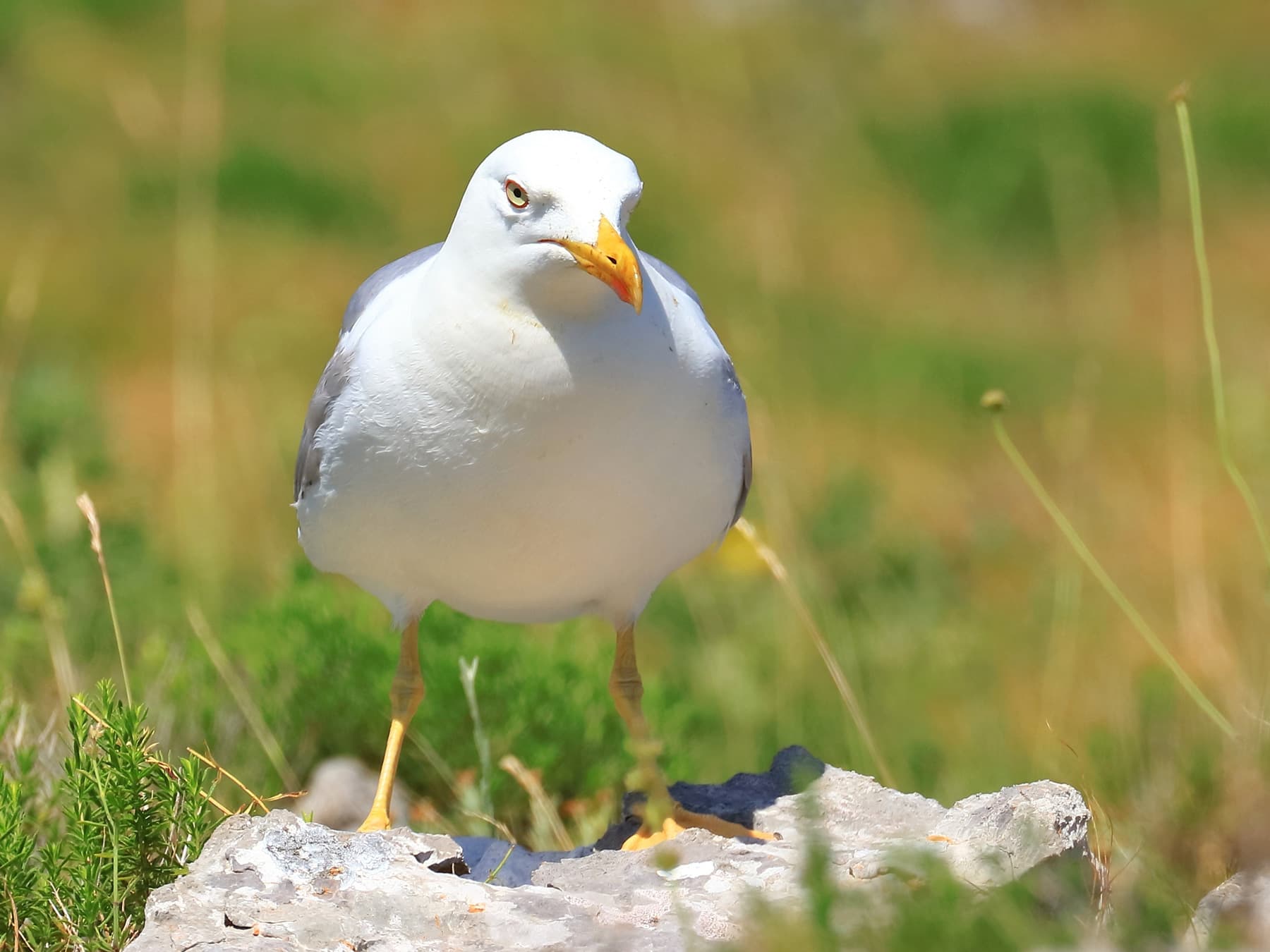 Adult Yellow-legged Gull