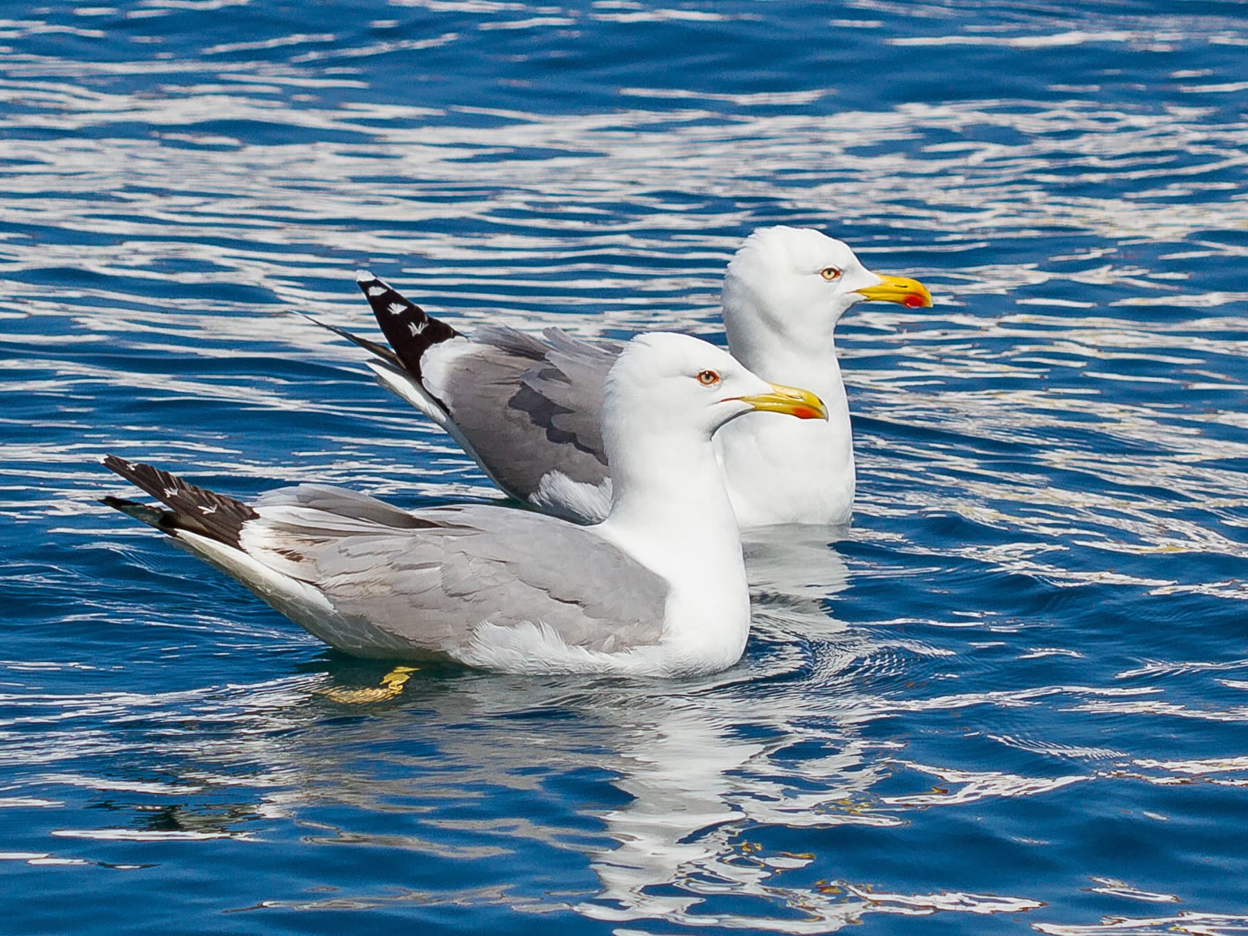 Pair of Yellow-legged Gulls swimming in the port