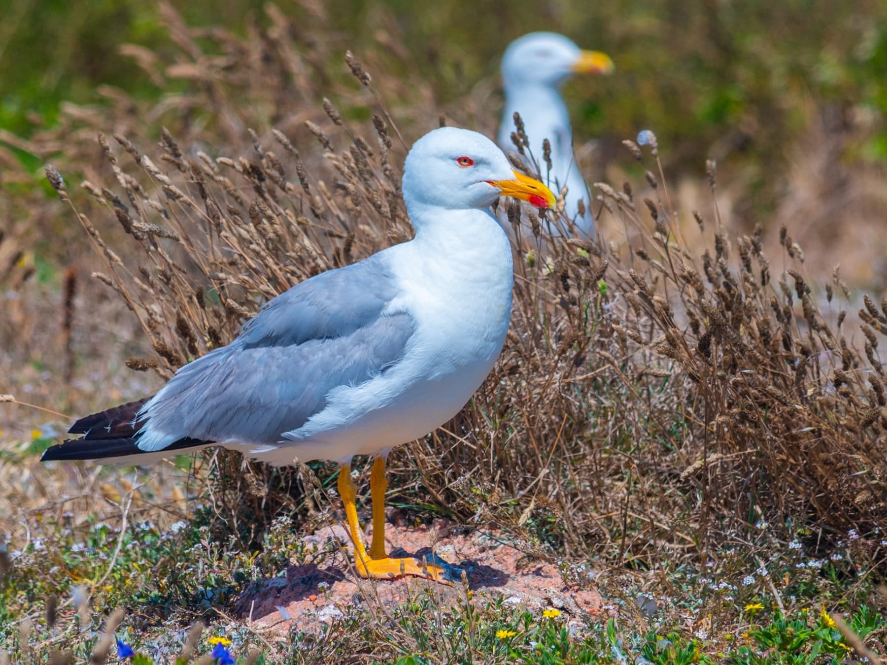 Pair of Yellow-legged Gulls in natural habitat