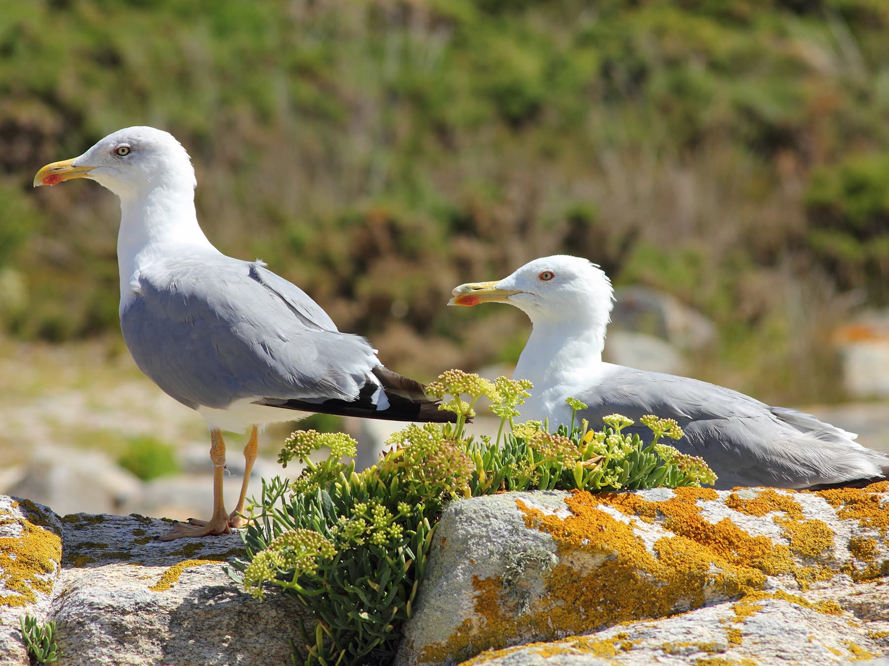 Pair of adult Yellow-legged Gulls