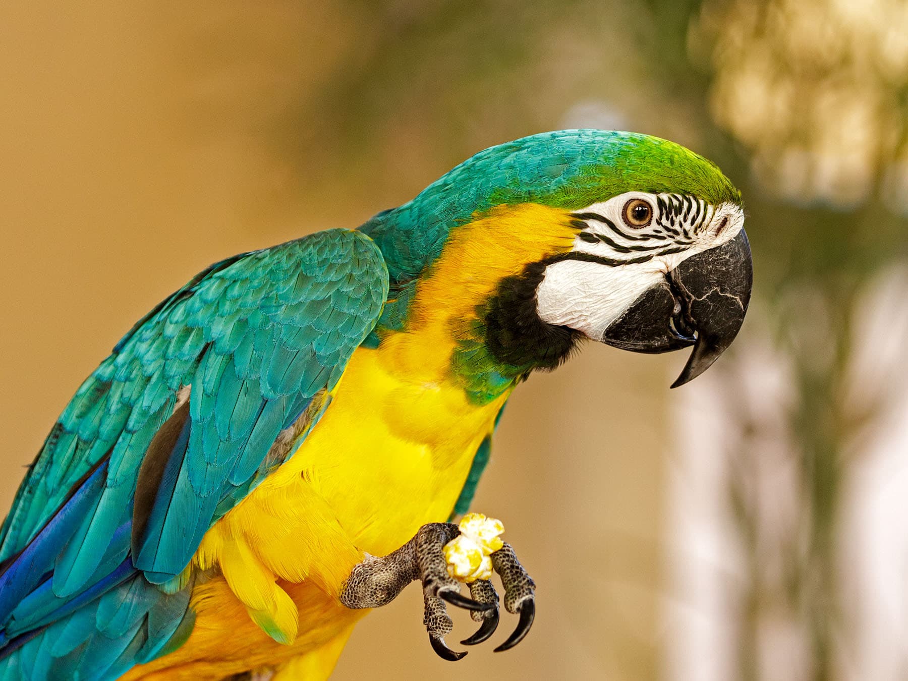 Yellow macaw eating popcorn