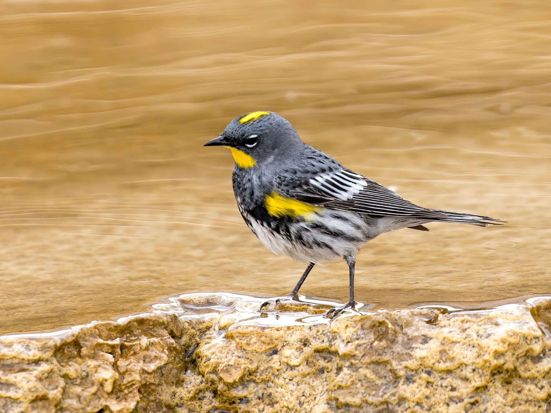 Yellow-rumped Warbler