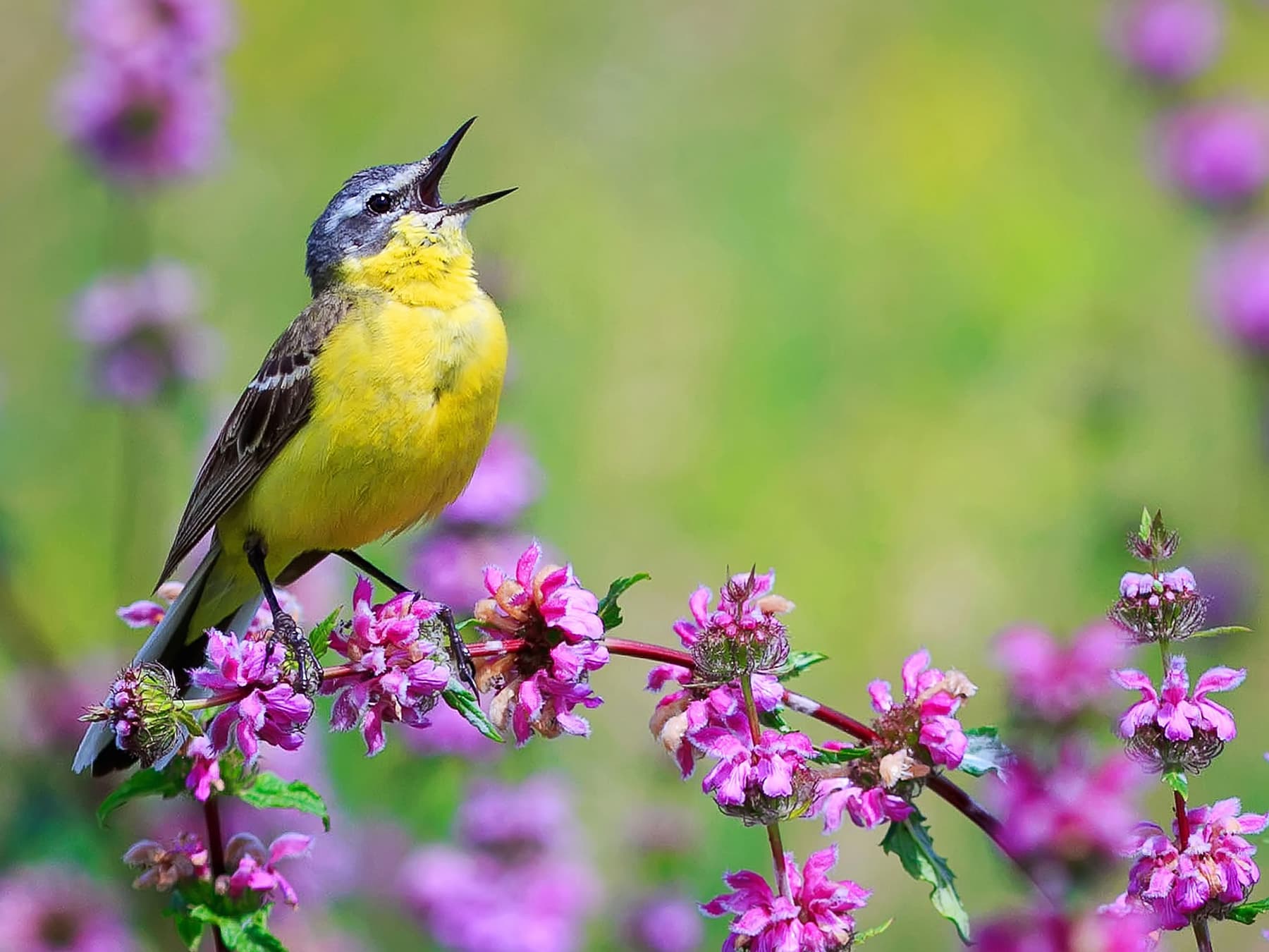 Yellow wagtail singing
