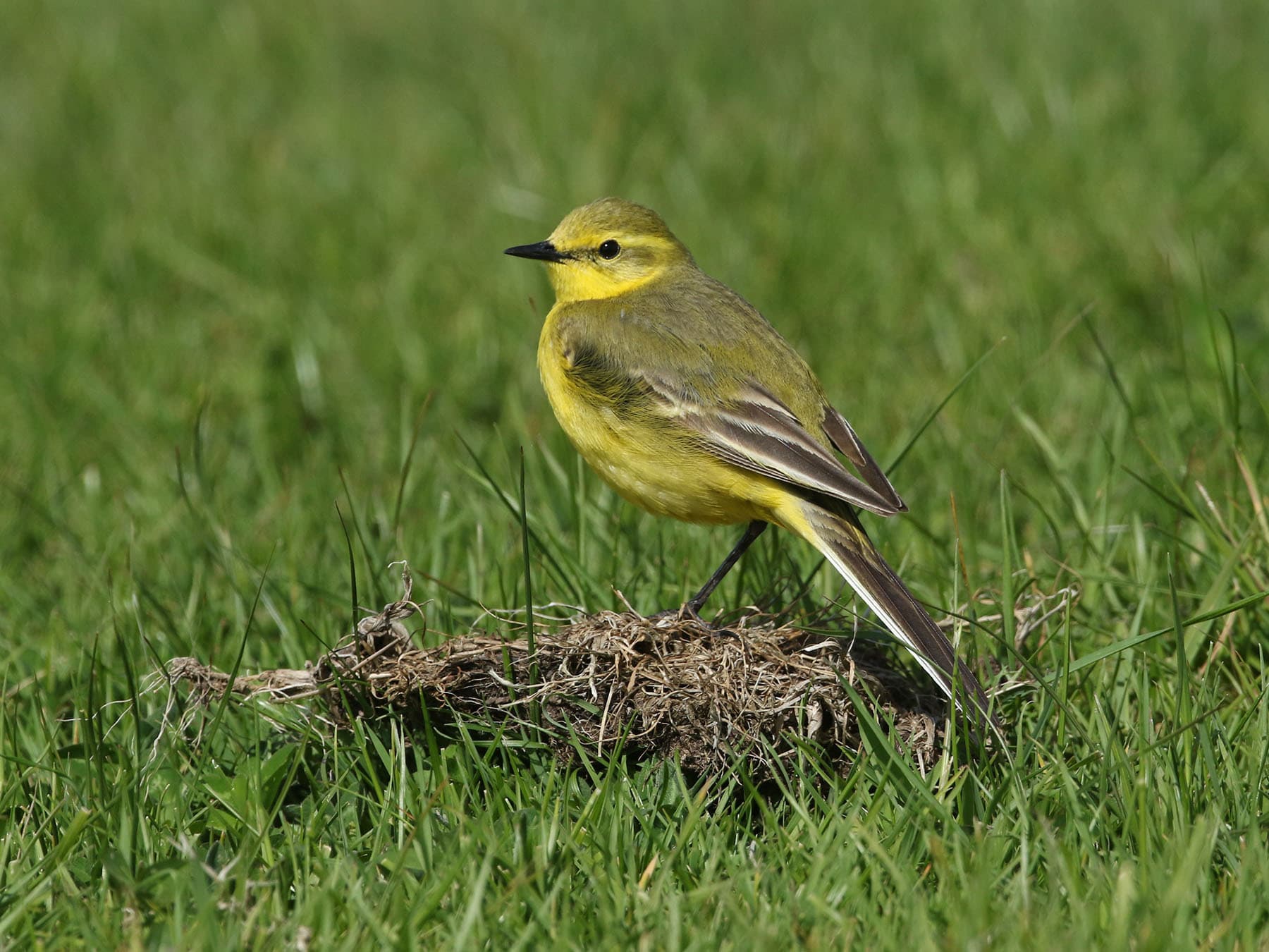 The variant in the UK has a less dark head colour