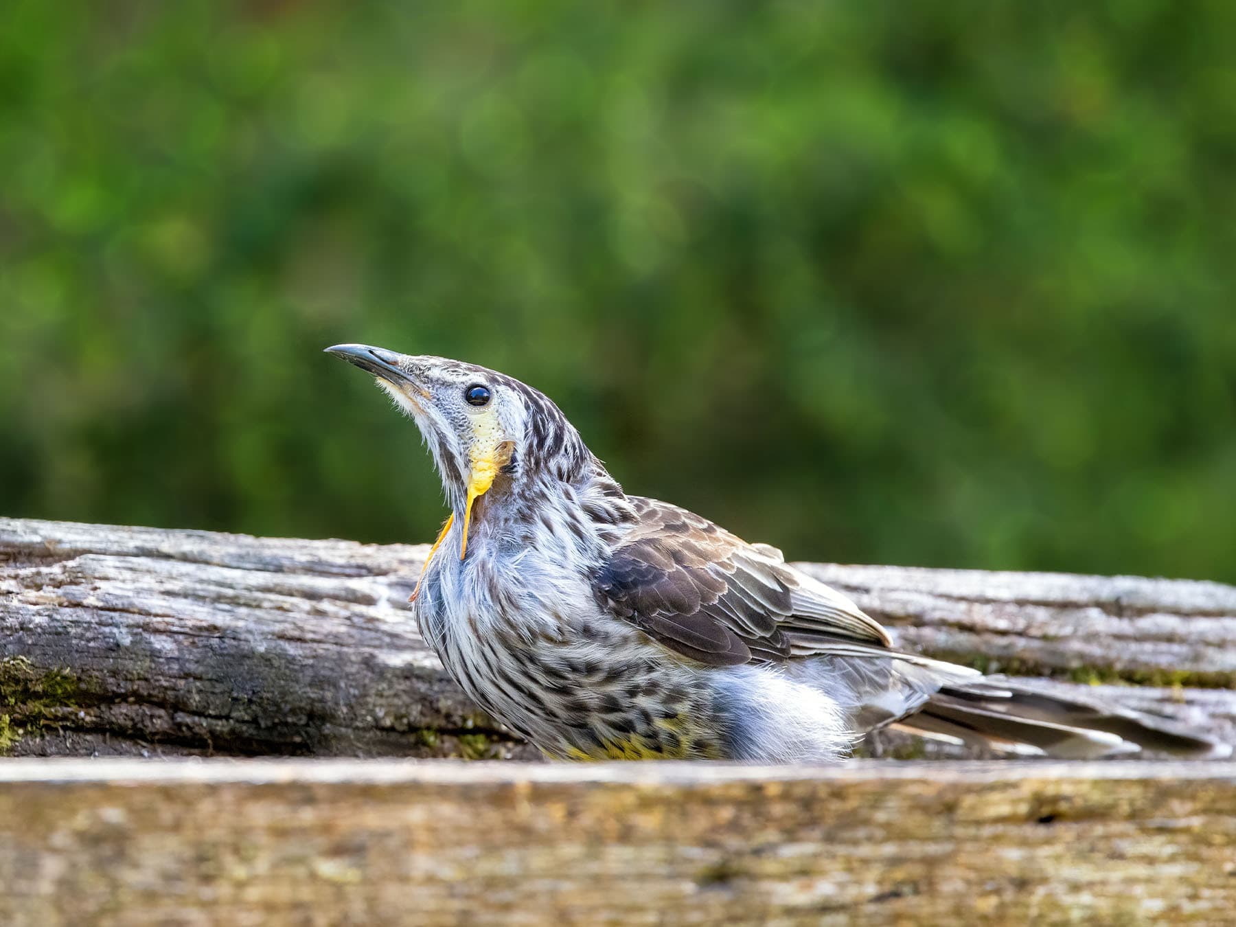 Yellow Wattlebird foraging