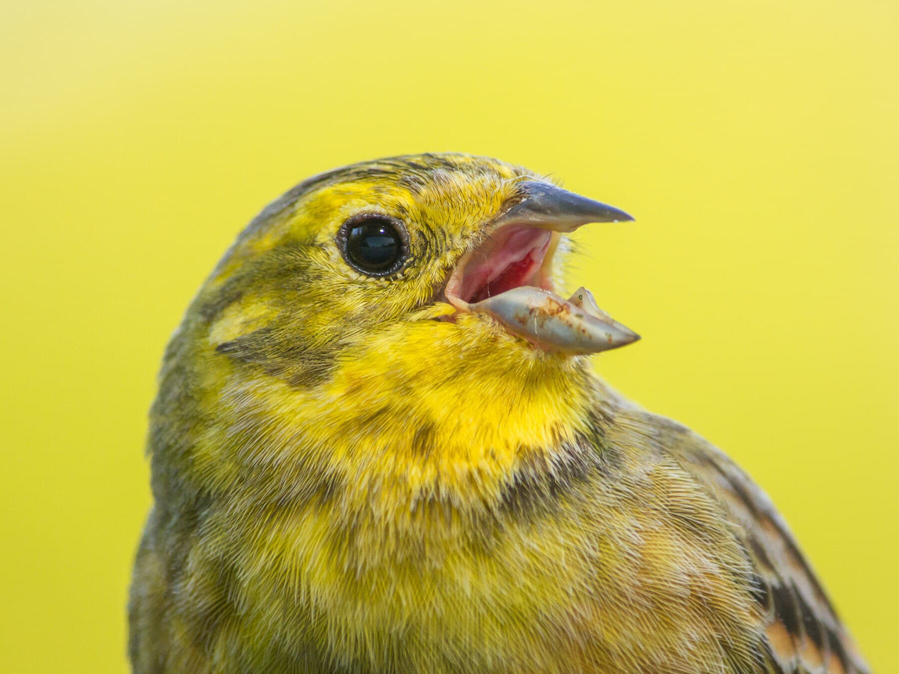 Close up portrait of a Yellowhammer