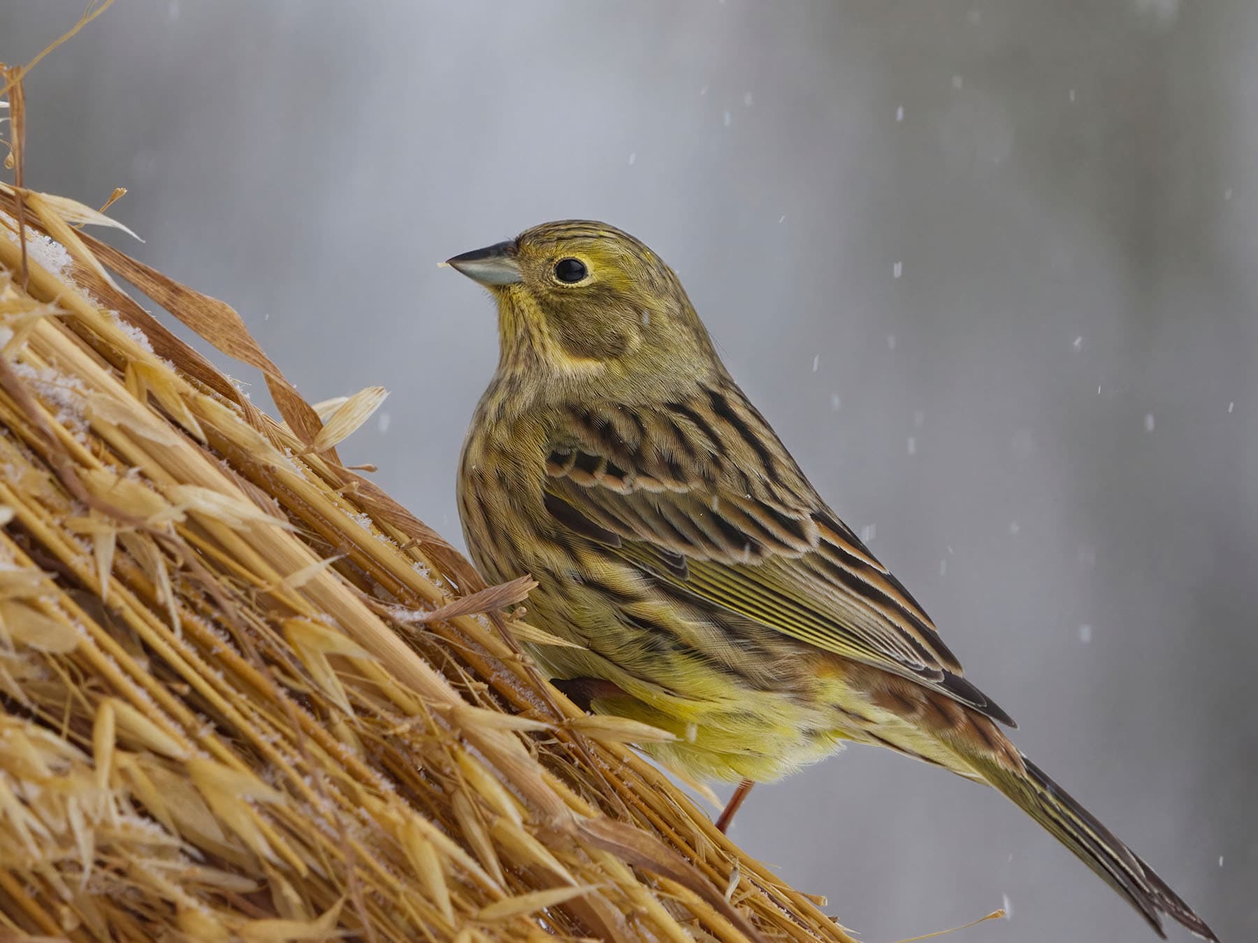Seeds and grains are the most important foods to Yellowhammers