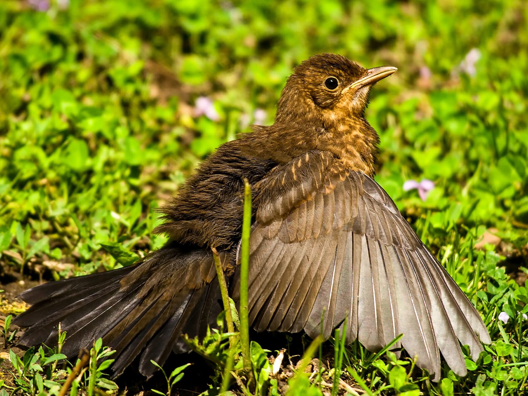 Young blackbird sunning
