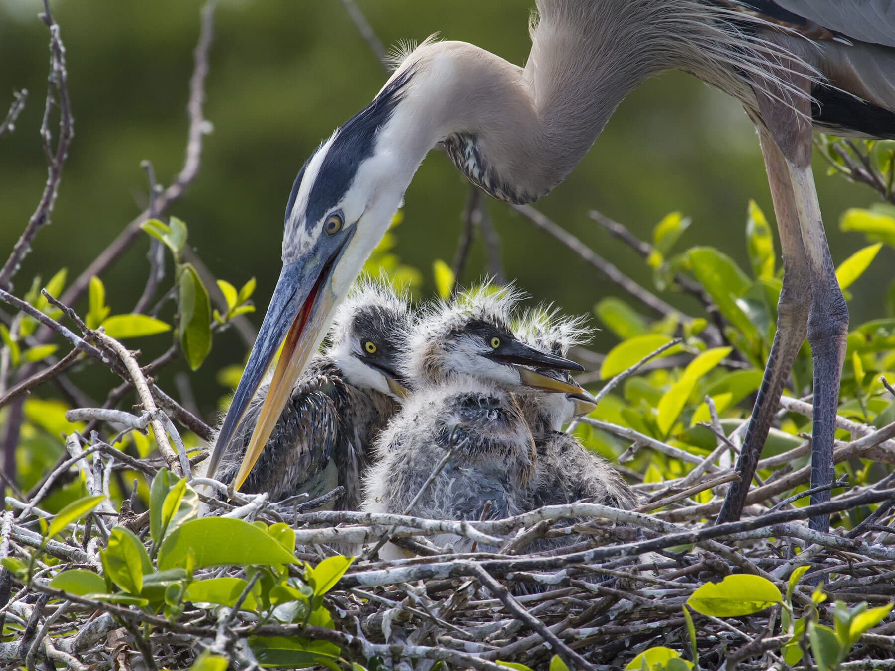 Young blue herons