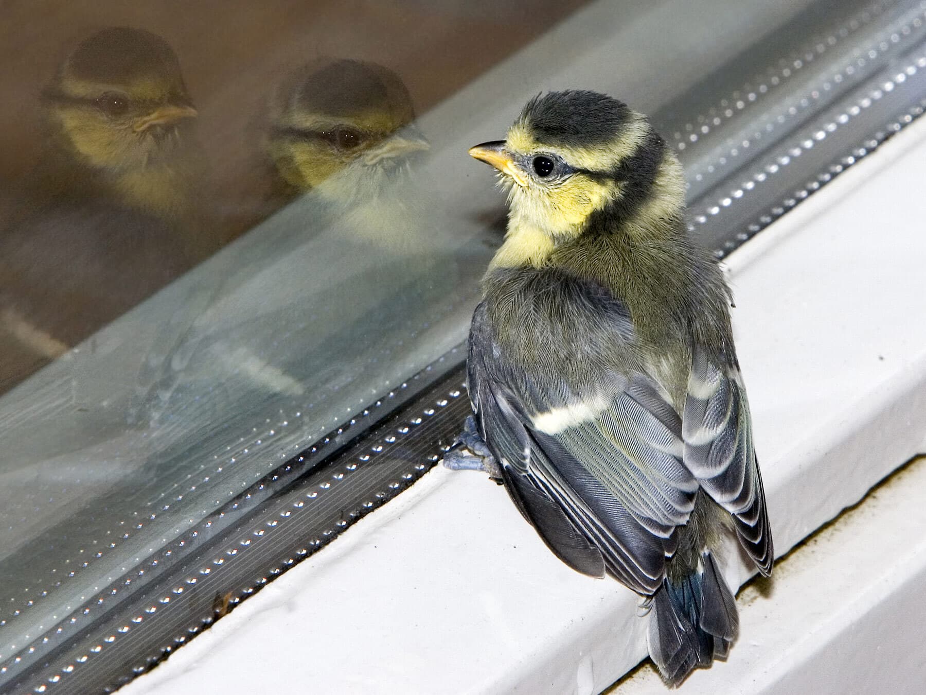 Young blue tit looking at reflection
