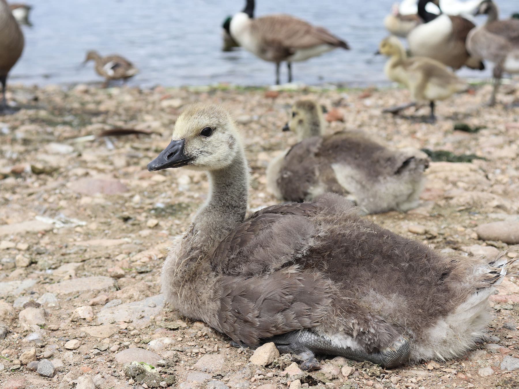 Young canada goose