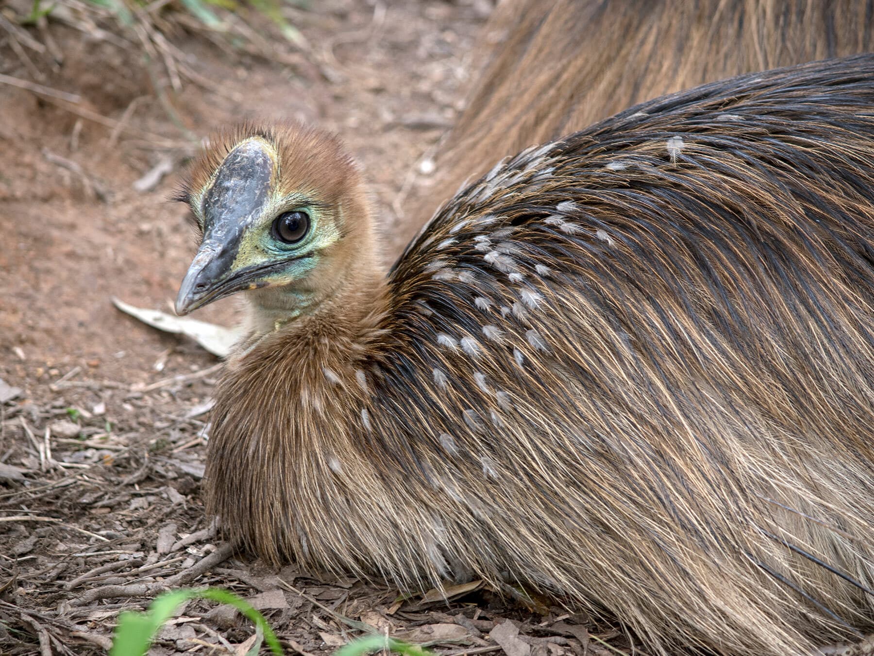 Young cassowary on ground