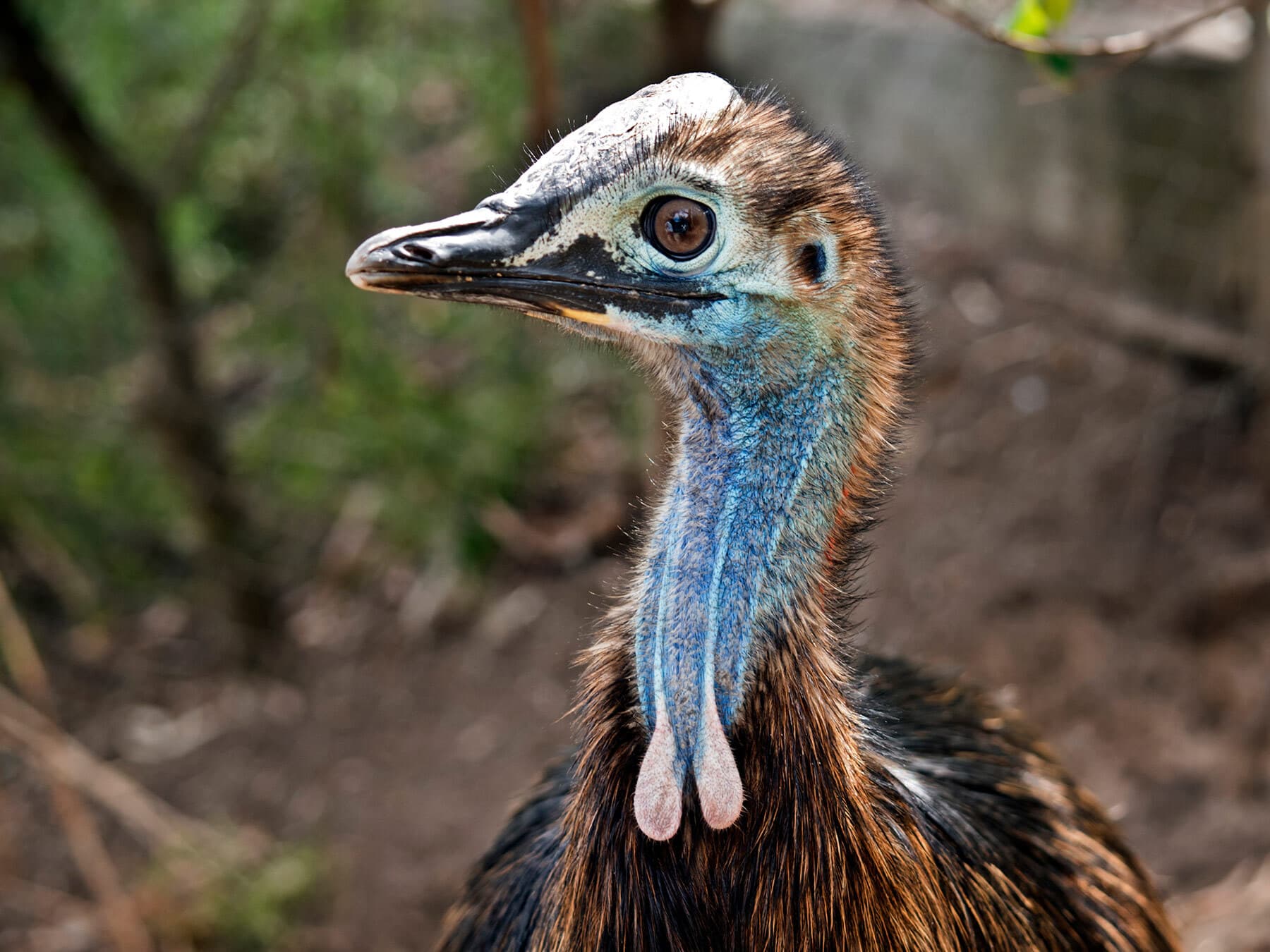 Young cassowary