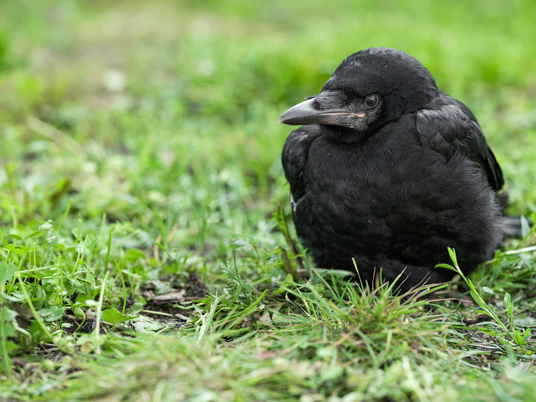 Young crow