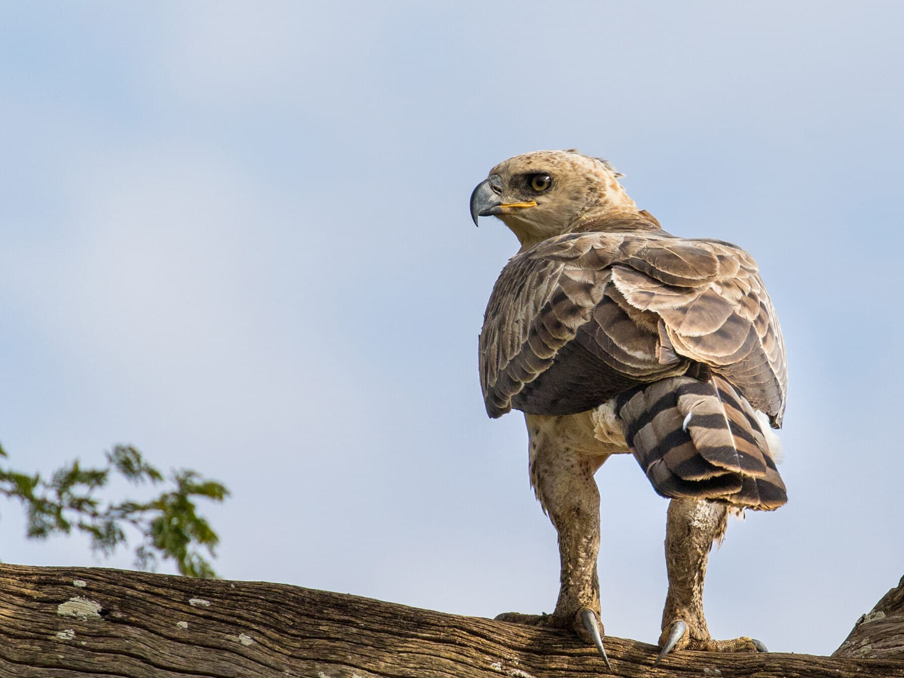 Young Crowned Eagle in a tree
