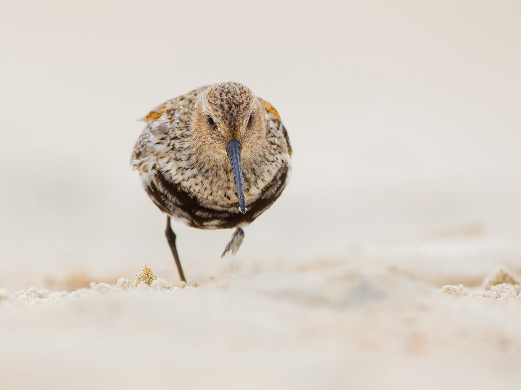 Young Dunlin searching for food on the shore during autumn