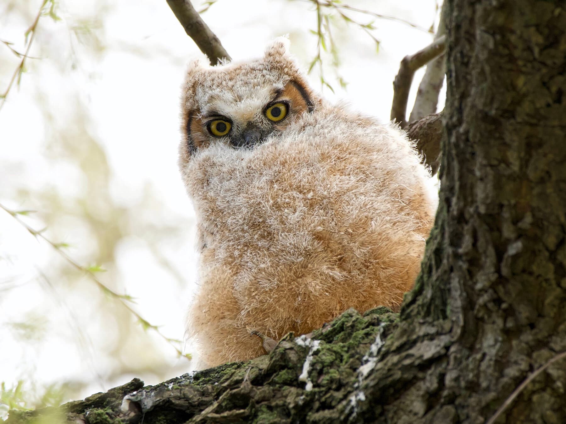 Young great horned owl chick