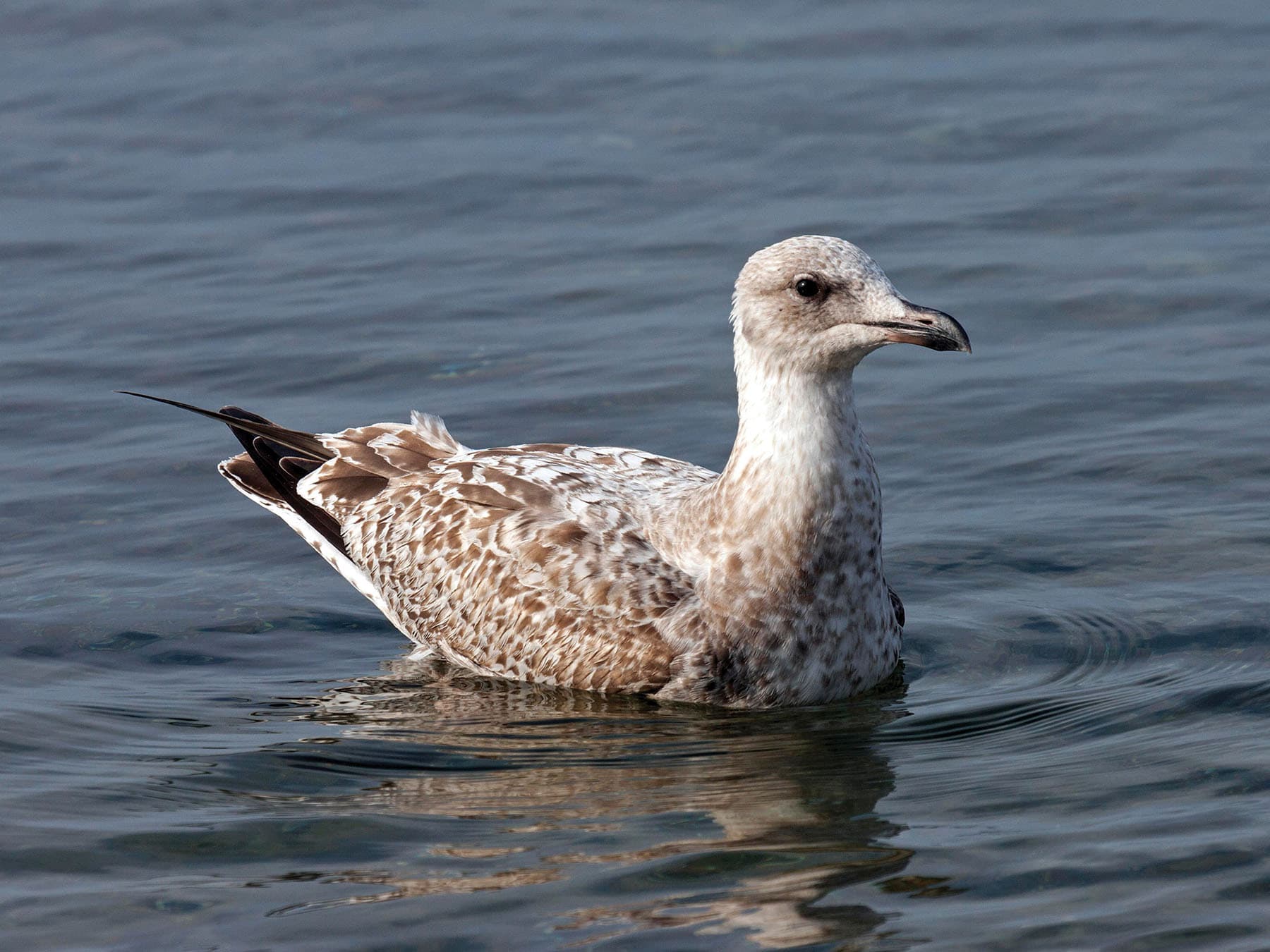 Young Herring Gull swimming on the sea - they take four years to reach their adult plumage