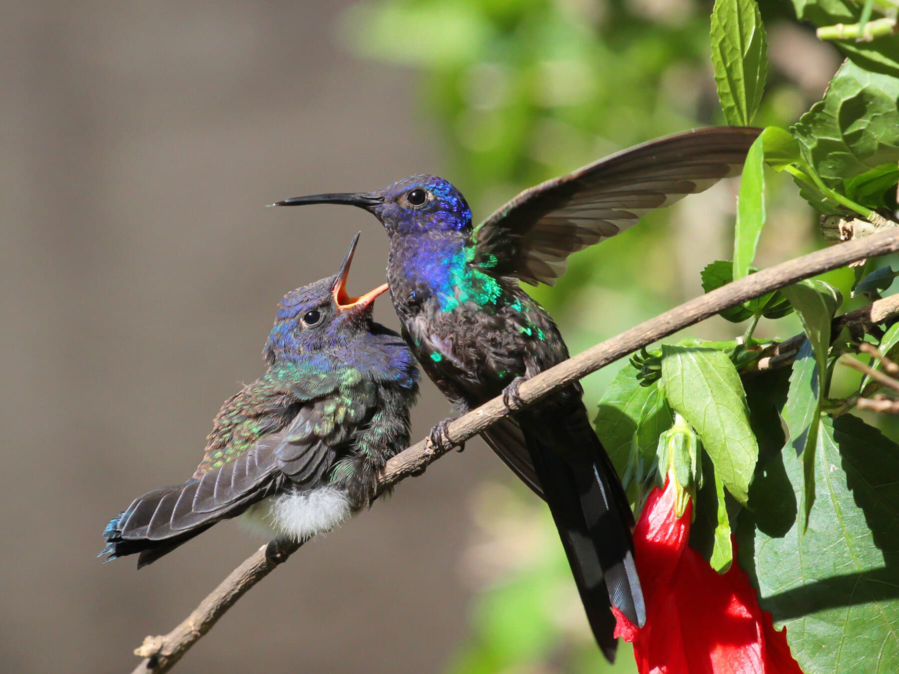 Young hummingbird with mother
