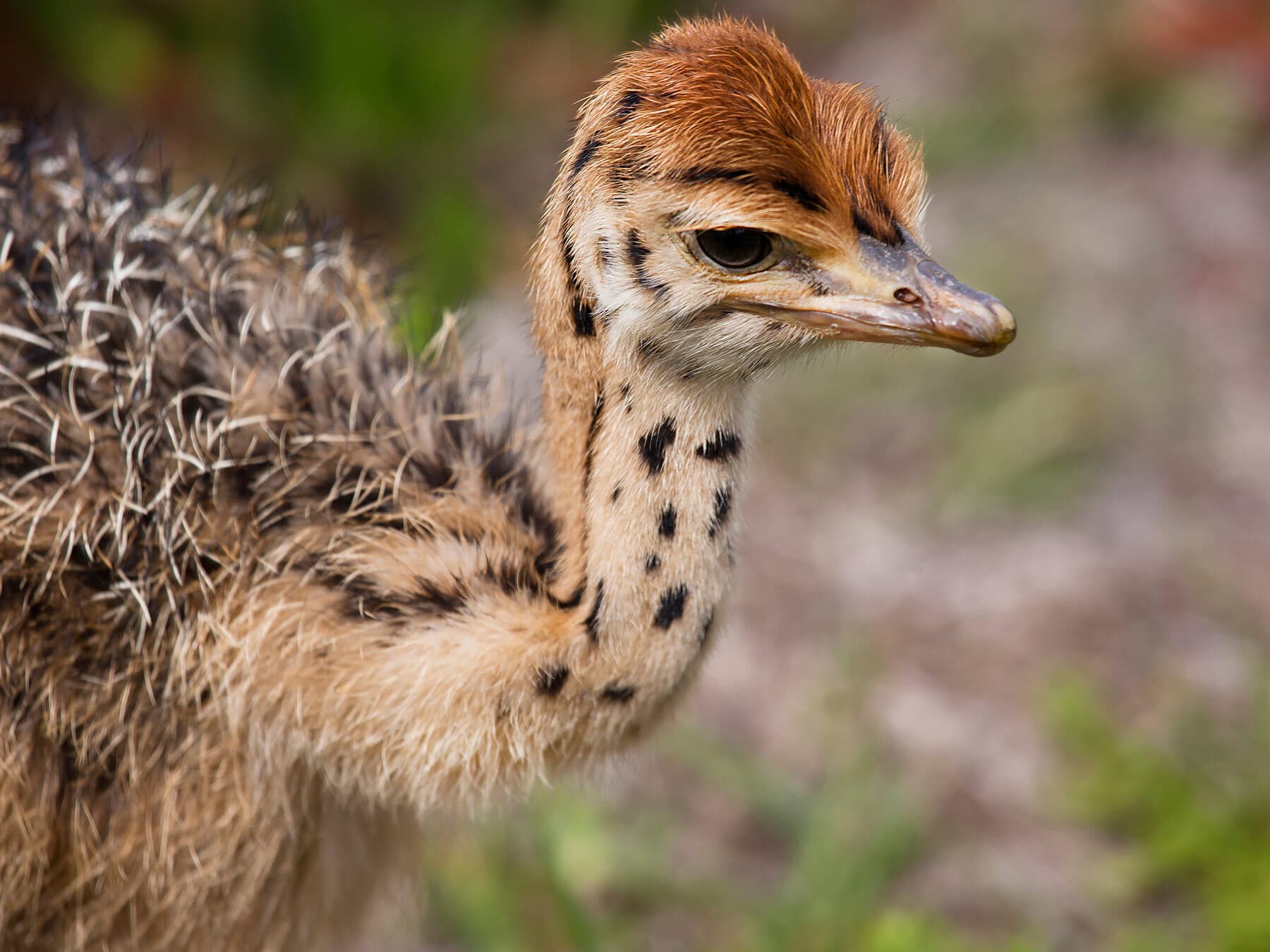 Young ostrich close up