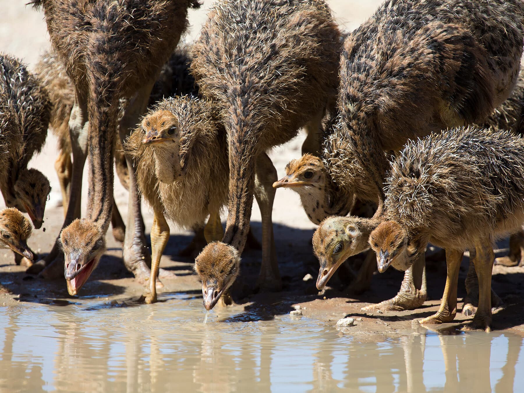 Young ostriches drinking