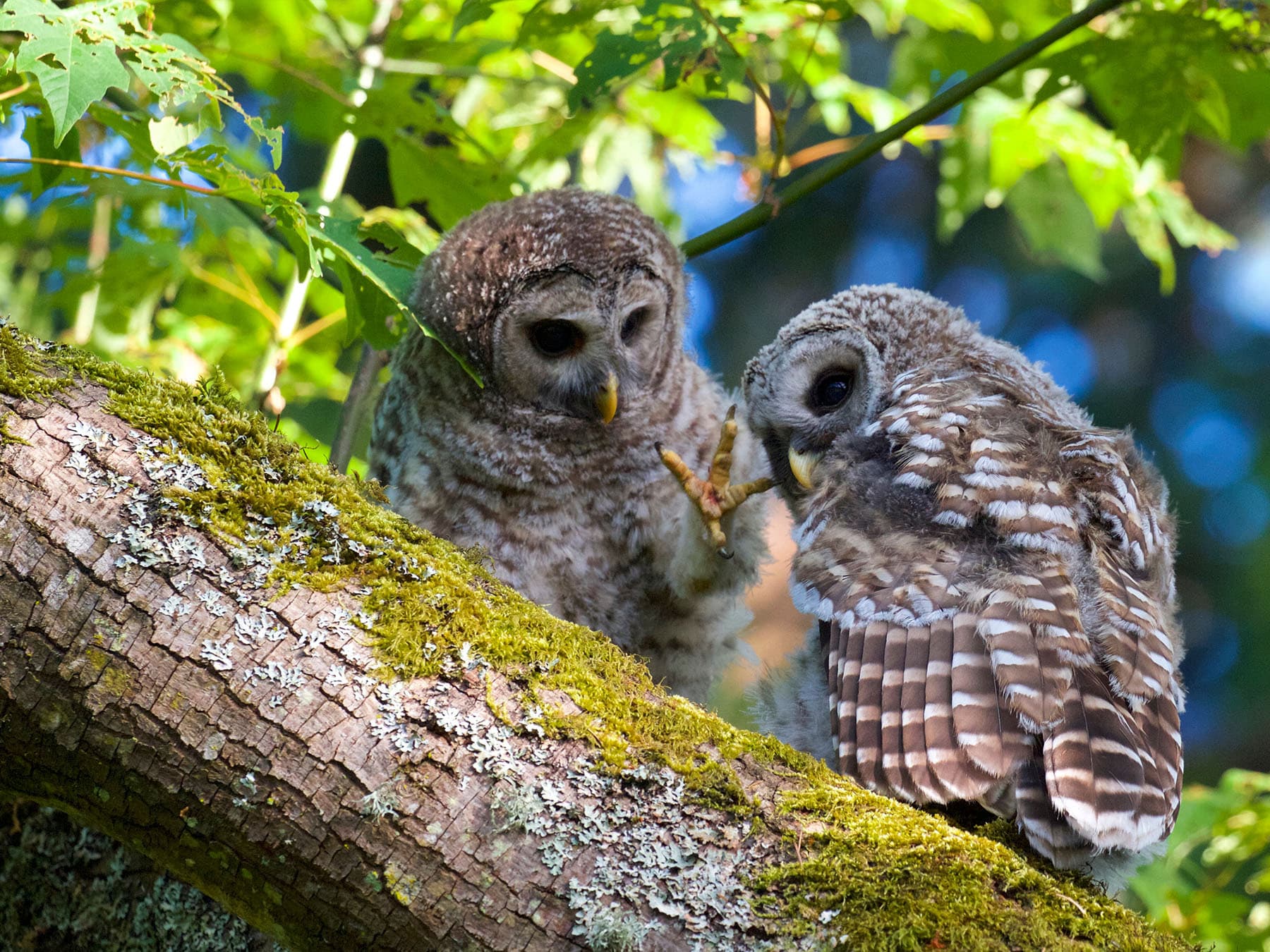 Young pair of barred owls