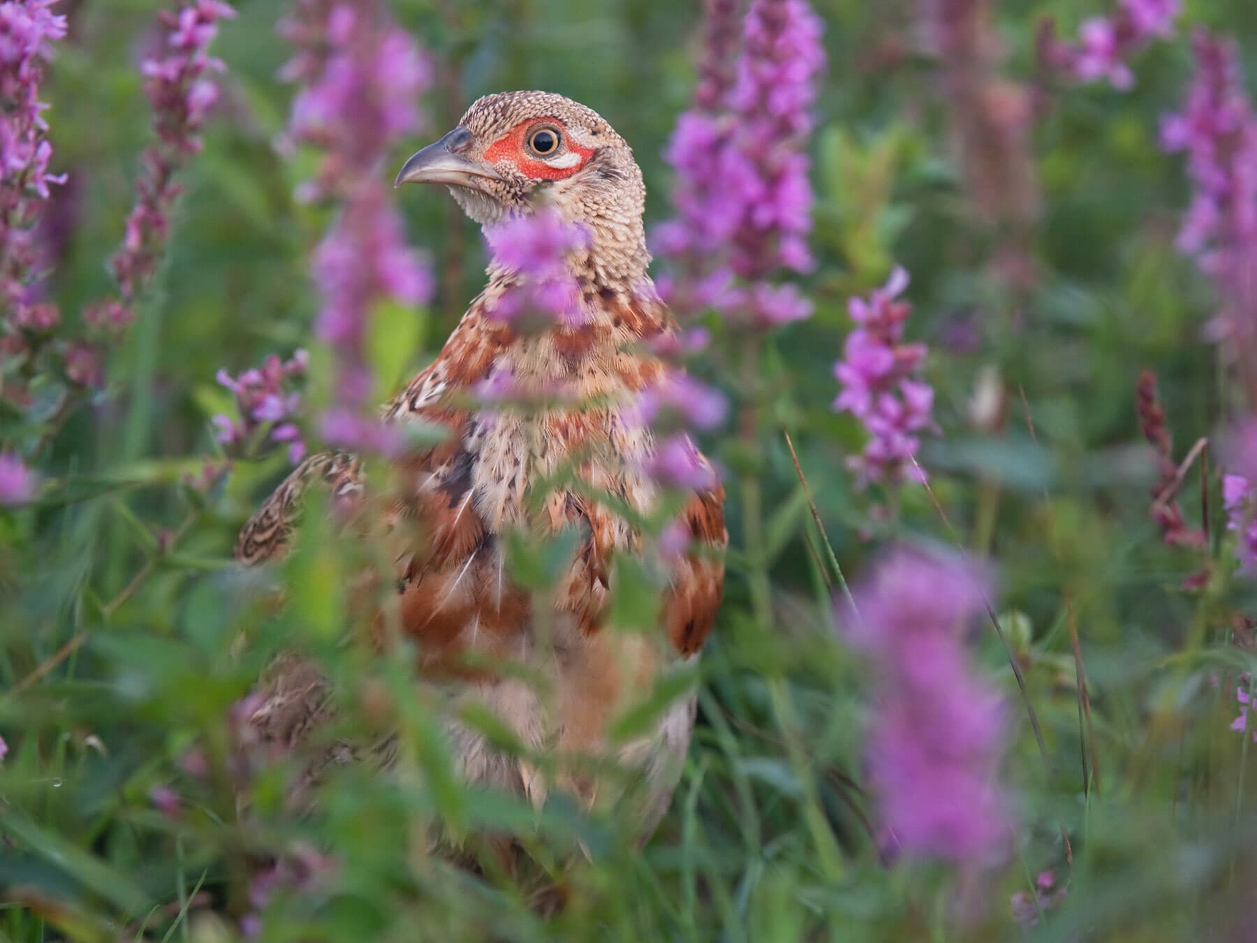 Young pheasant