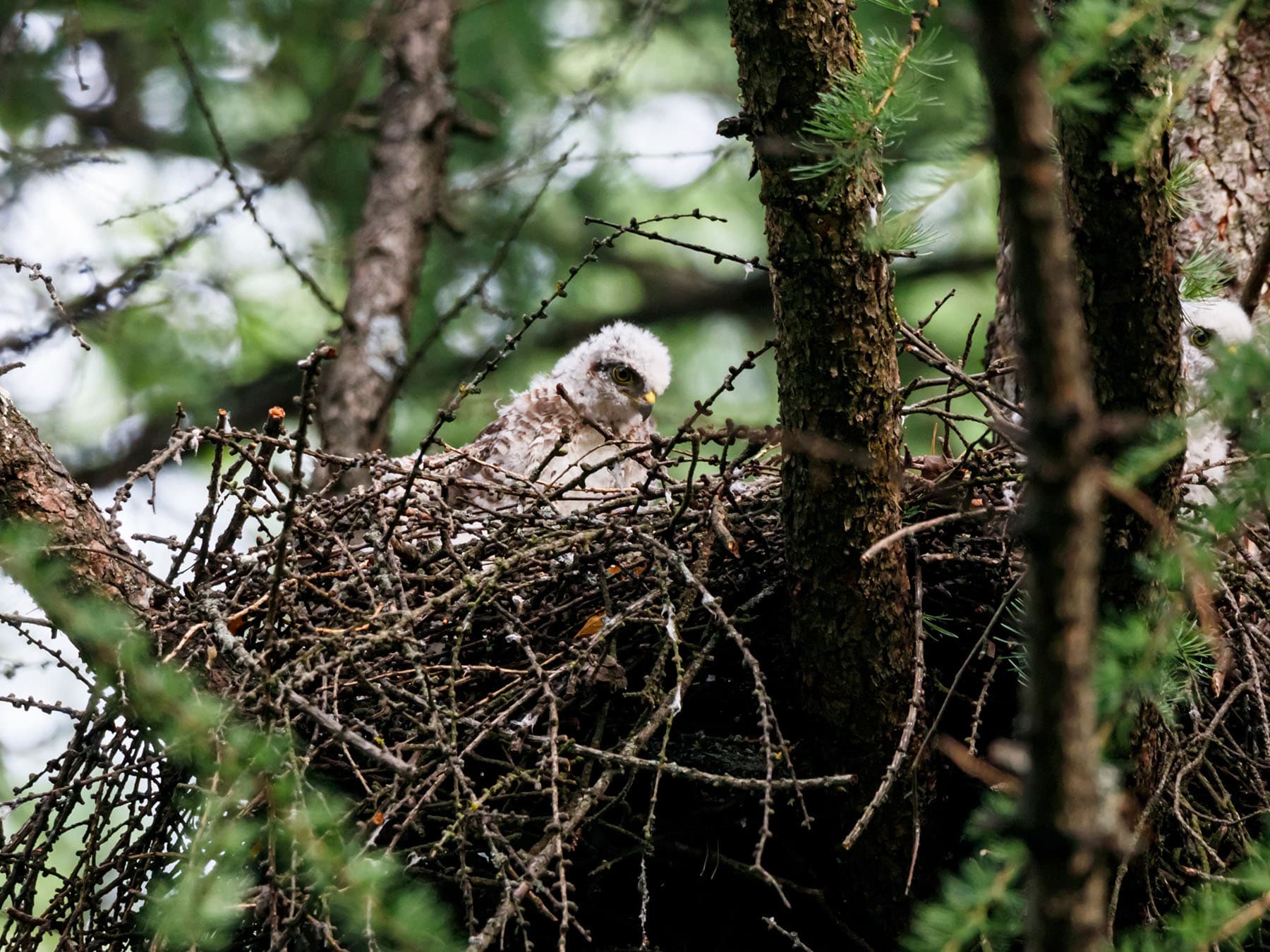 Young sparrowhawk chicks