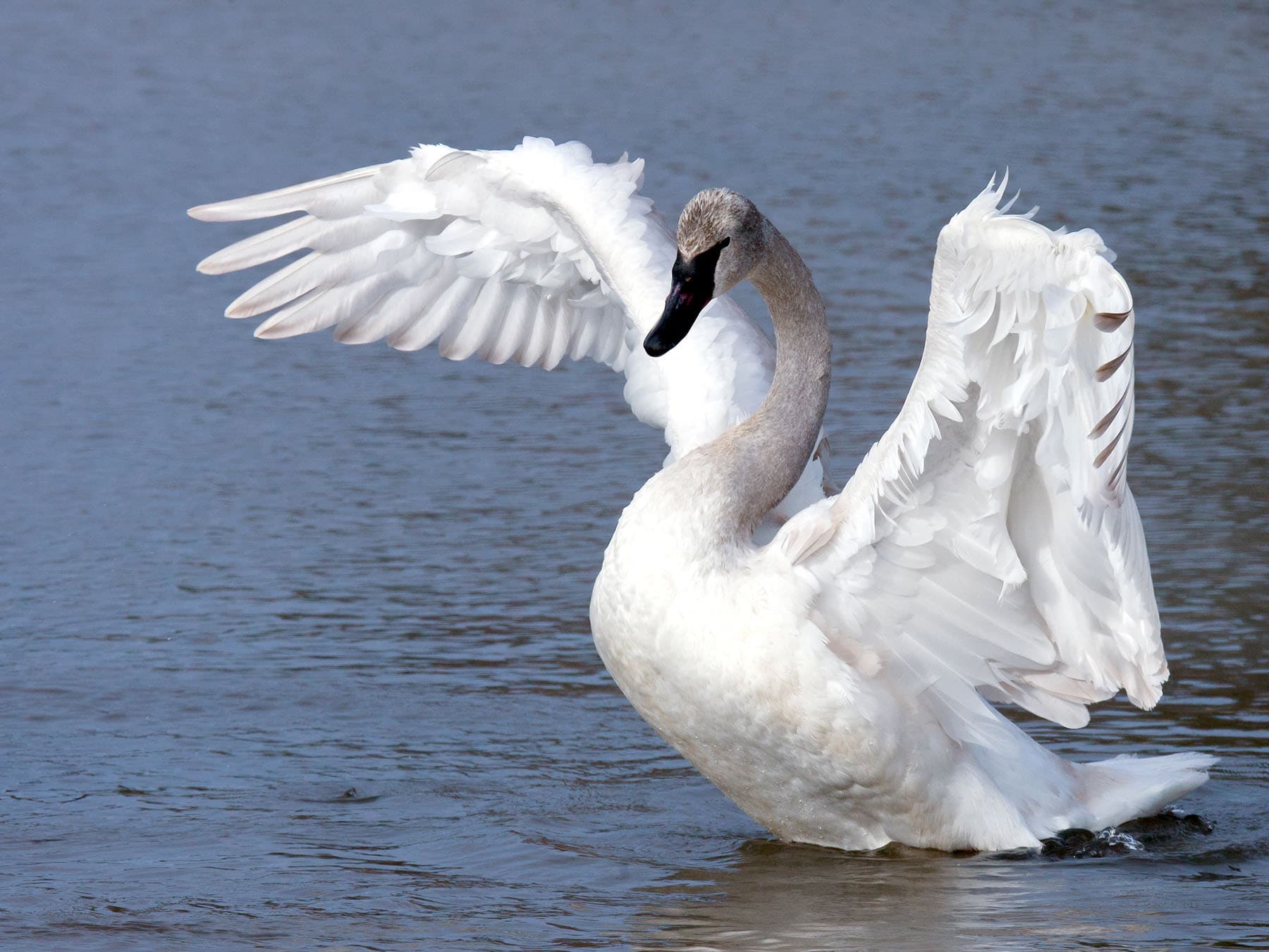 Young trumpeter swan