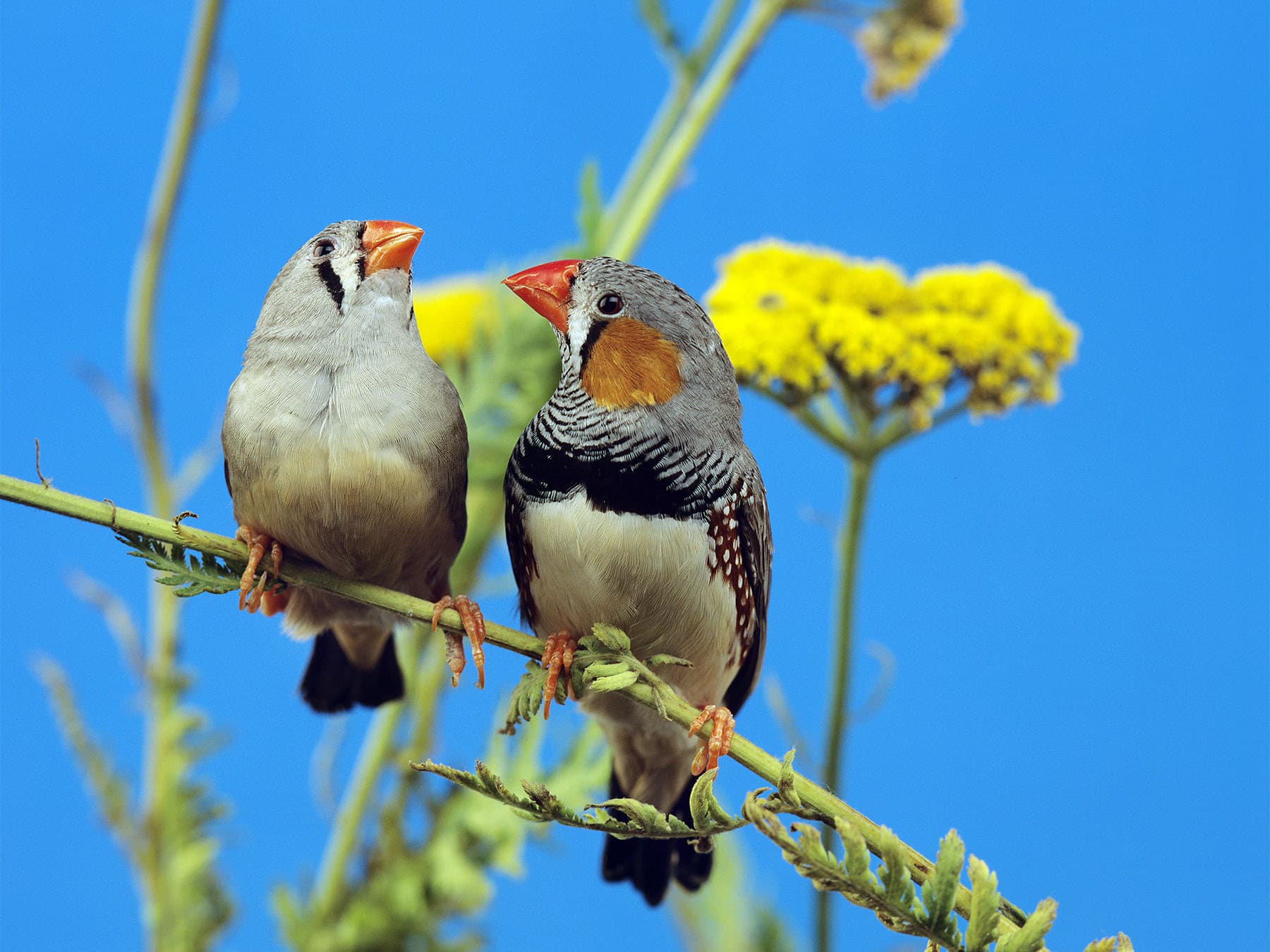 Zebra finch pair perching on branch