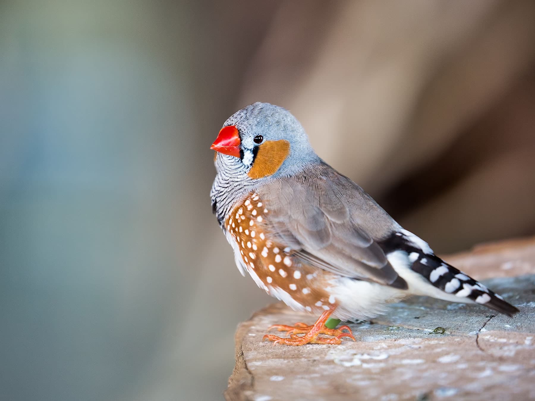 Zebra finch perching on tree stump