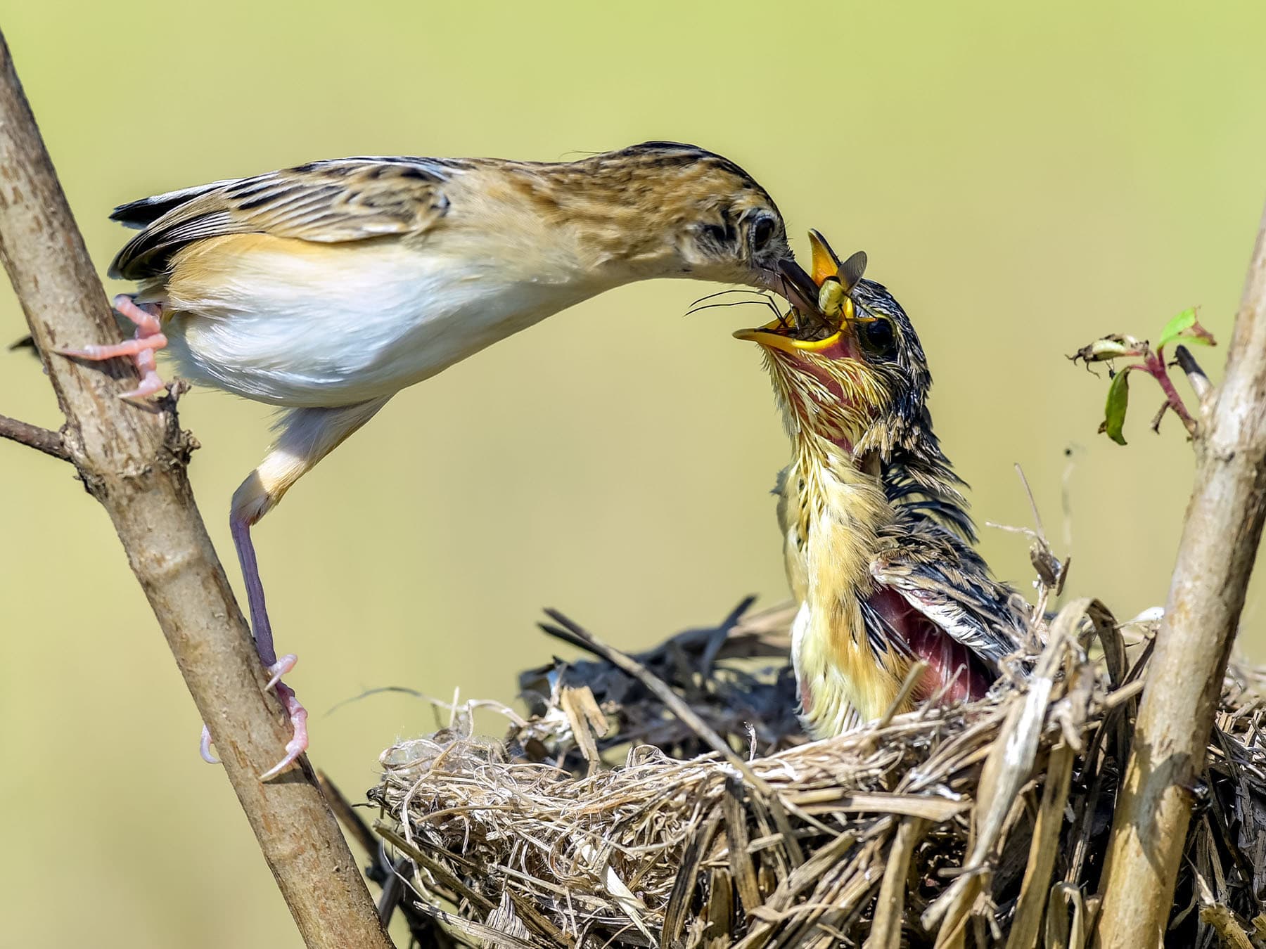 Zitting cisticola feeding young chick